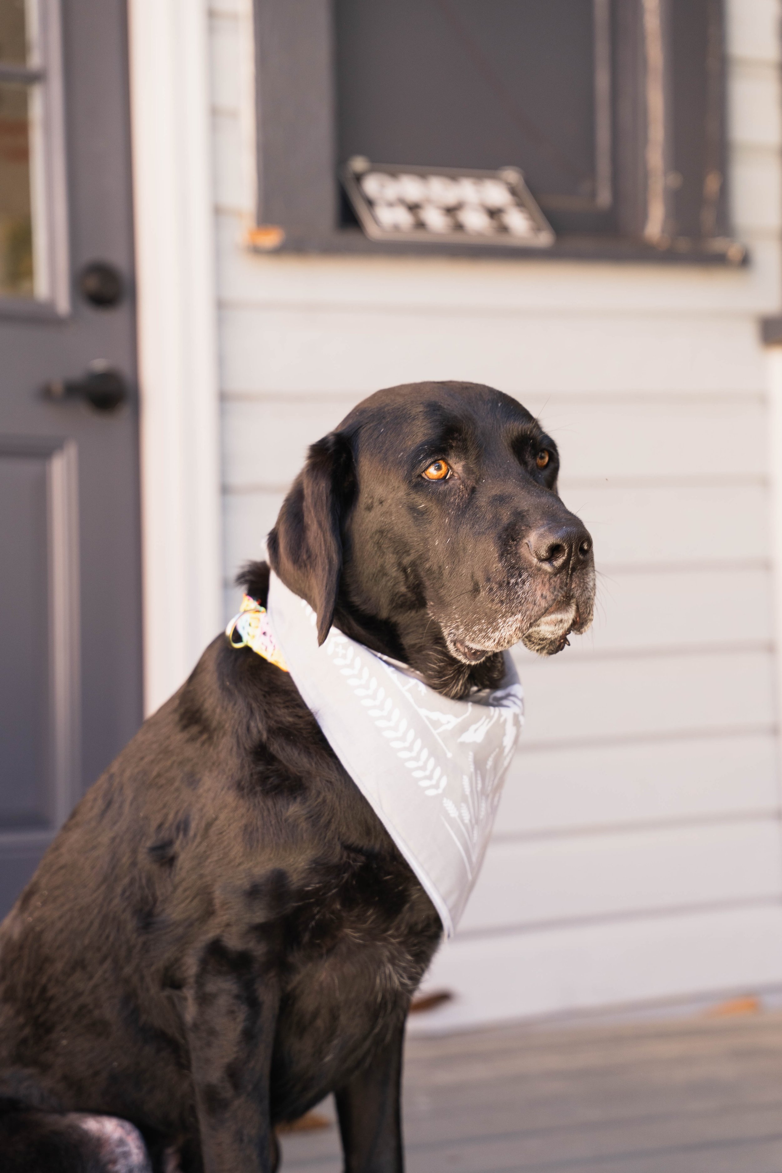 A black dog with brown eyes sitting on a porch, wearing a white bandana with a pattern, with a black door, window, and a gray wall in the background.