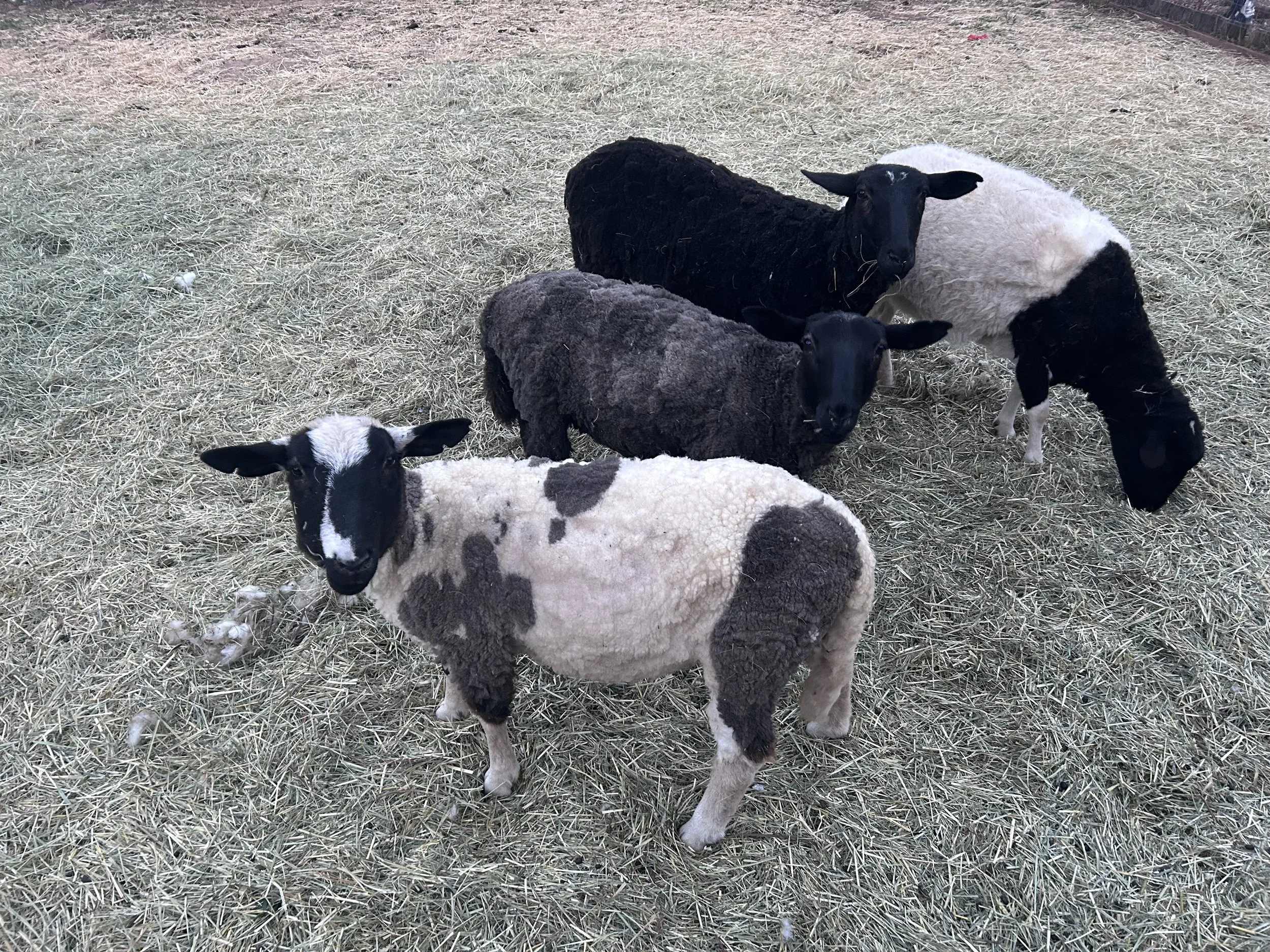 after shearing.jpg