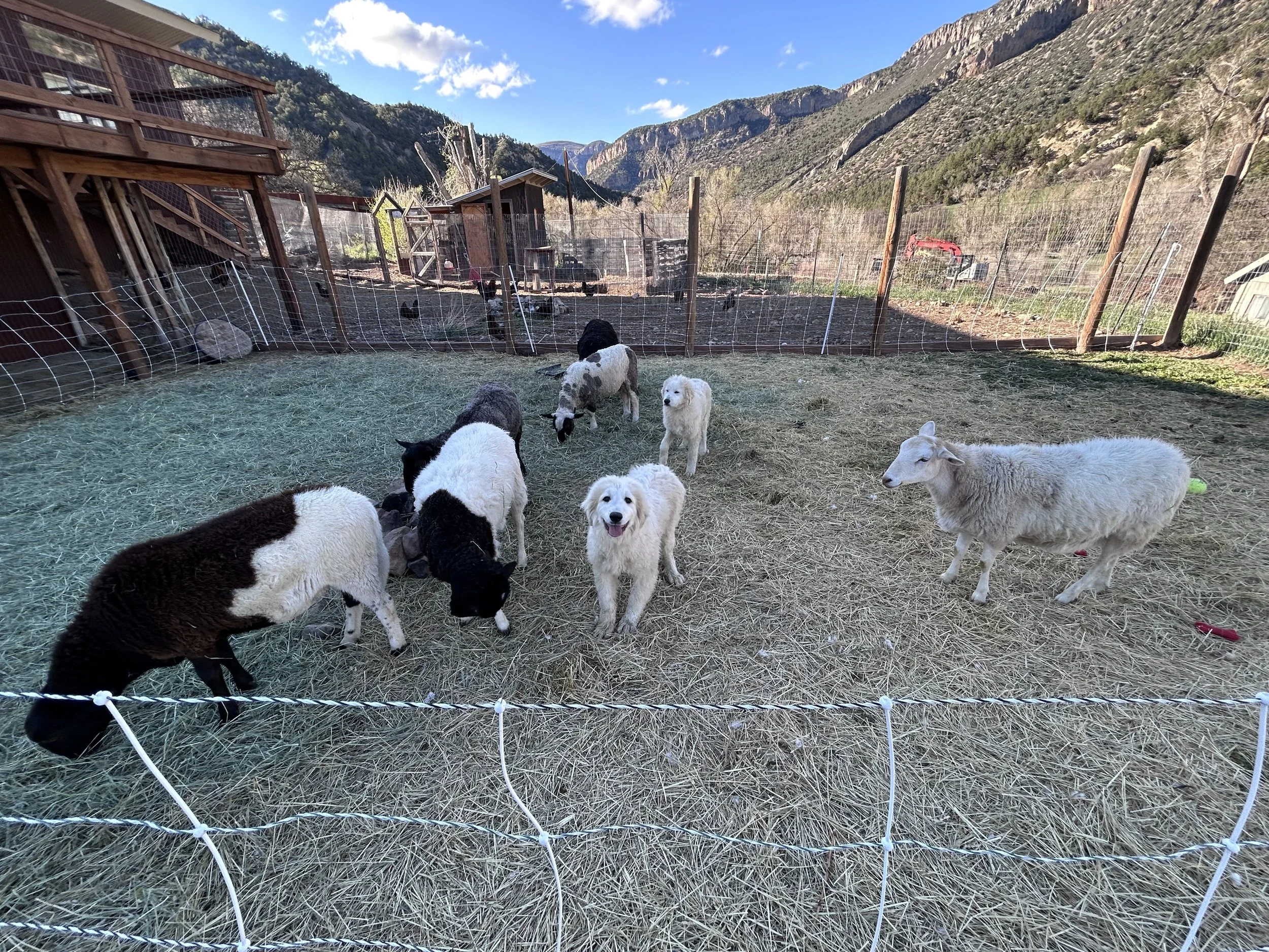 fitch flock pic.jpg