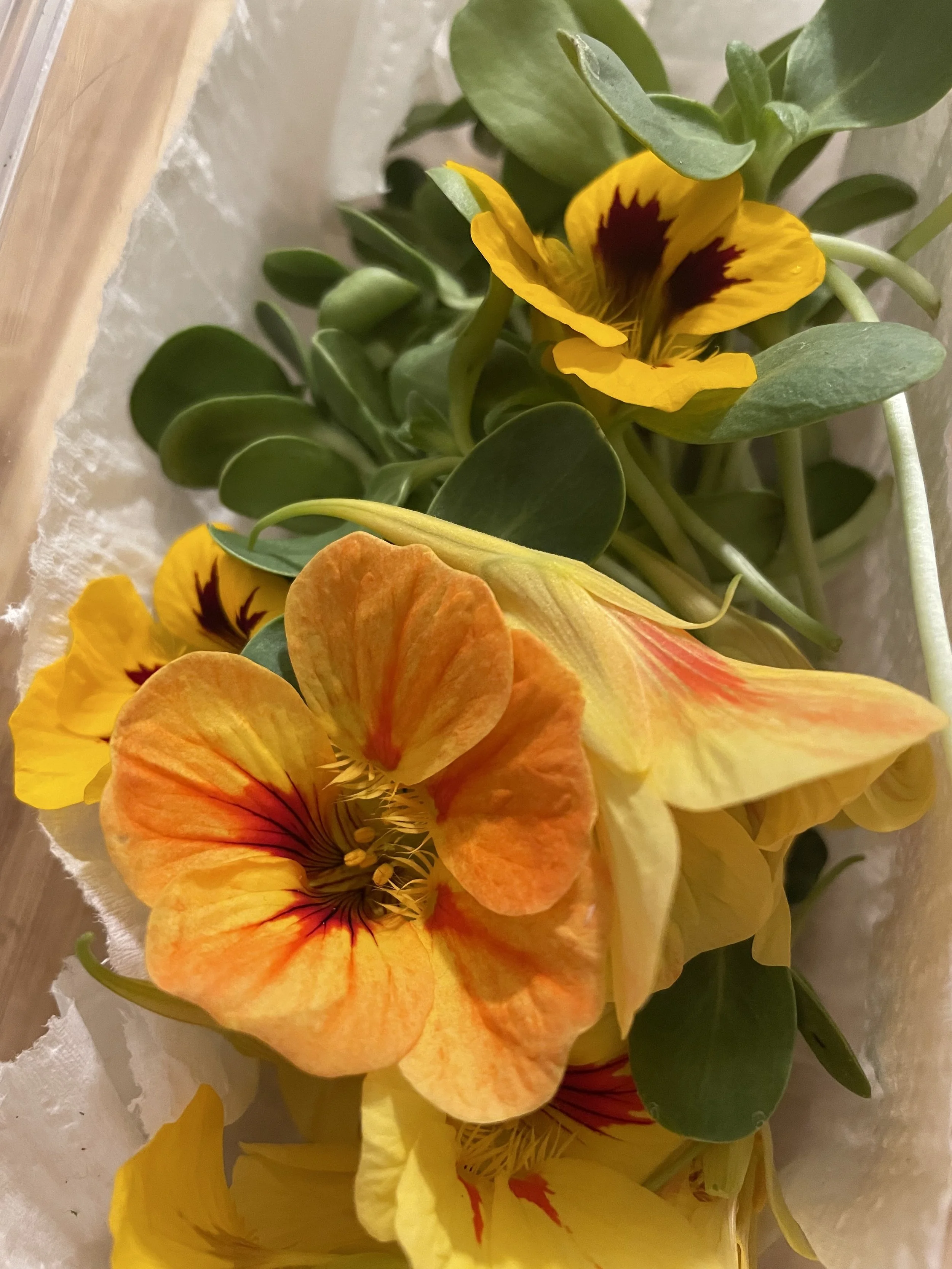 nasturtium micros.jpg