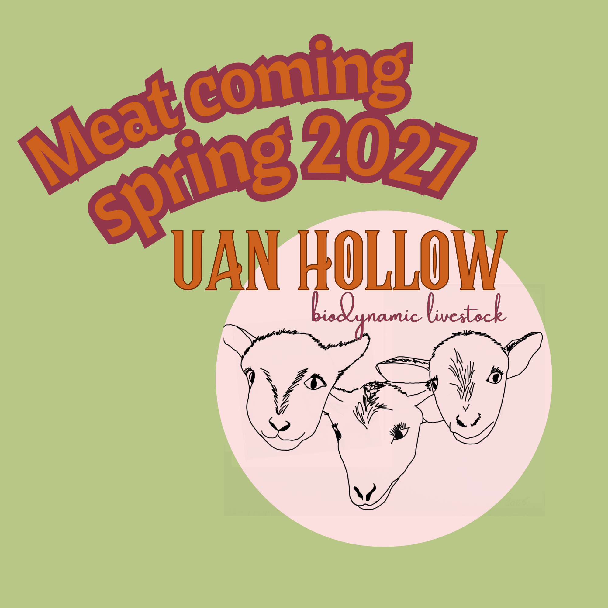 Ground lamb - 1 lb