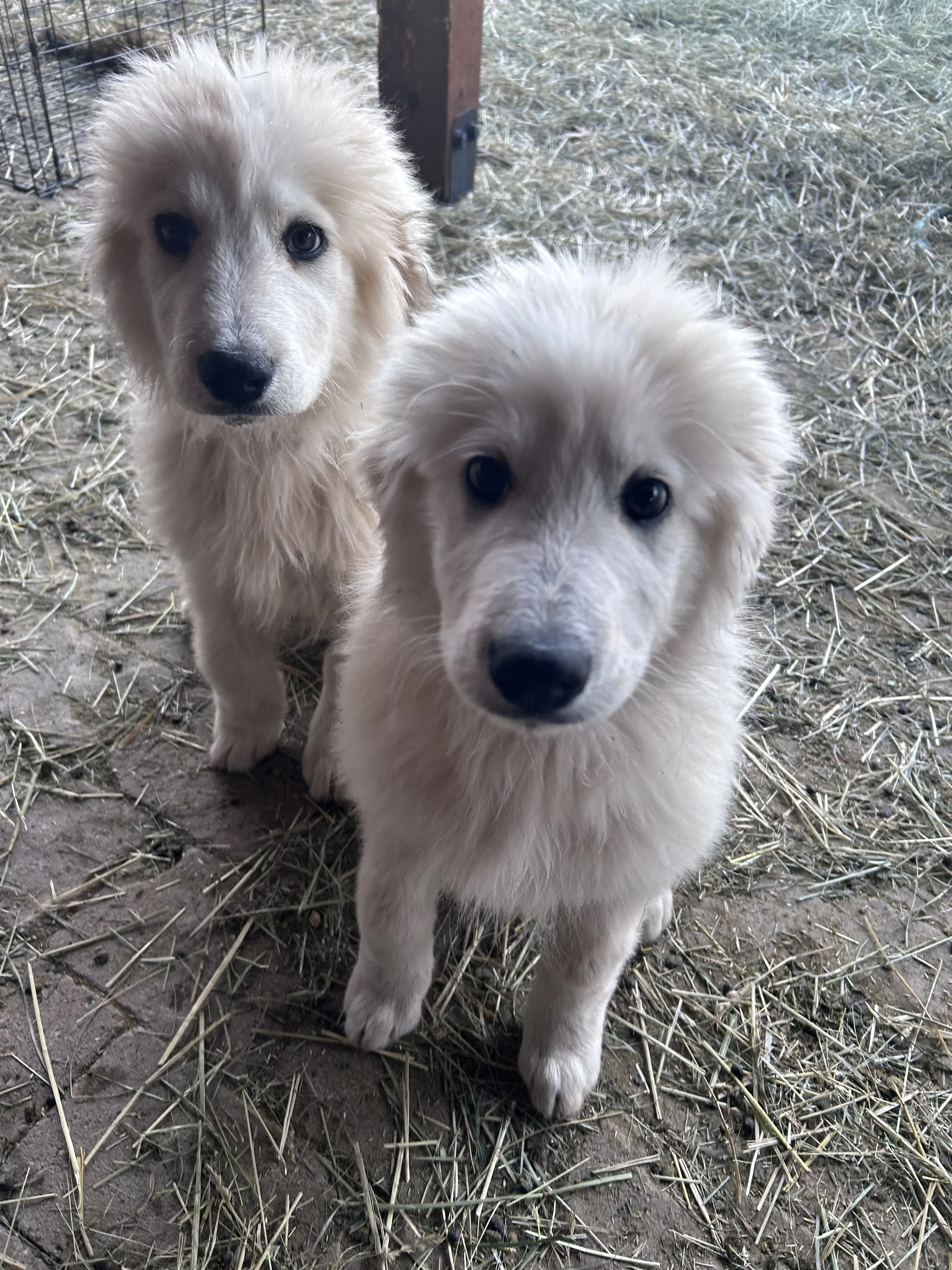 pyrs twins.jpg