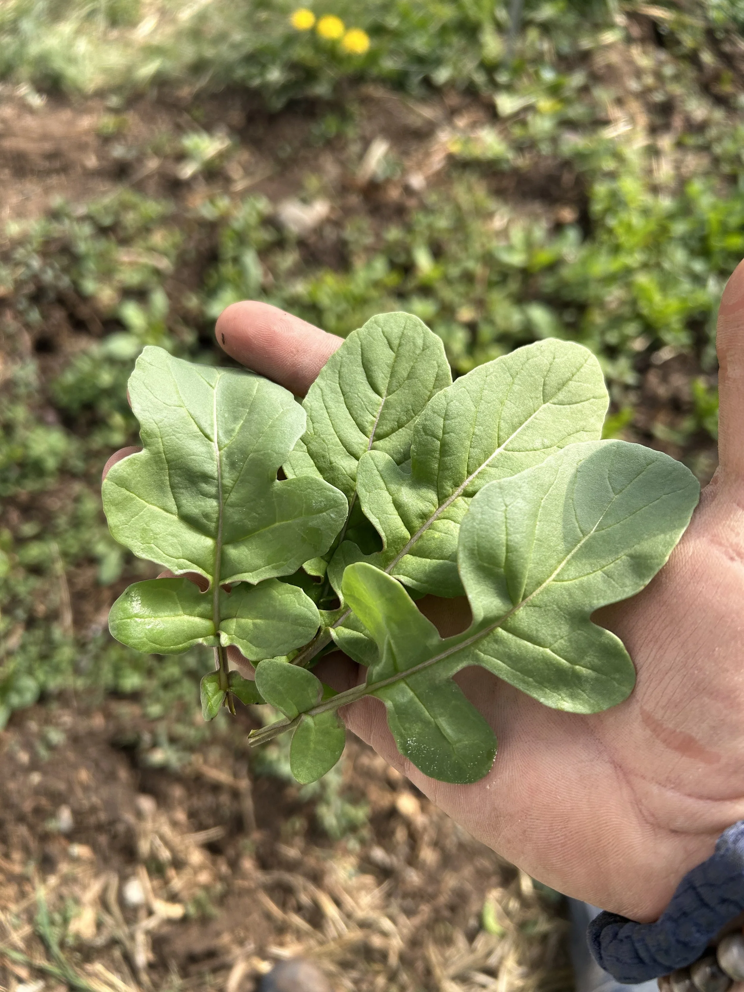 arugula.jpg