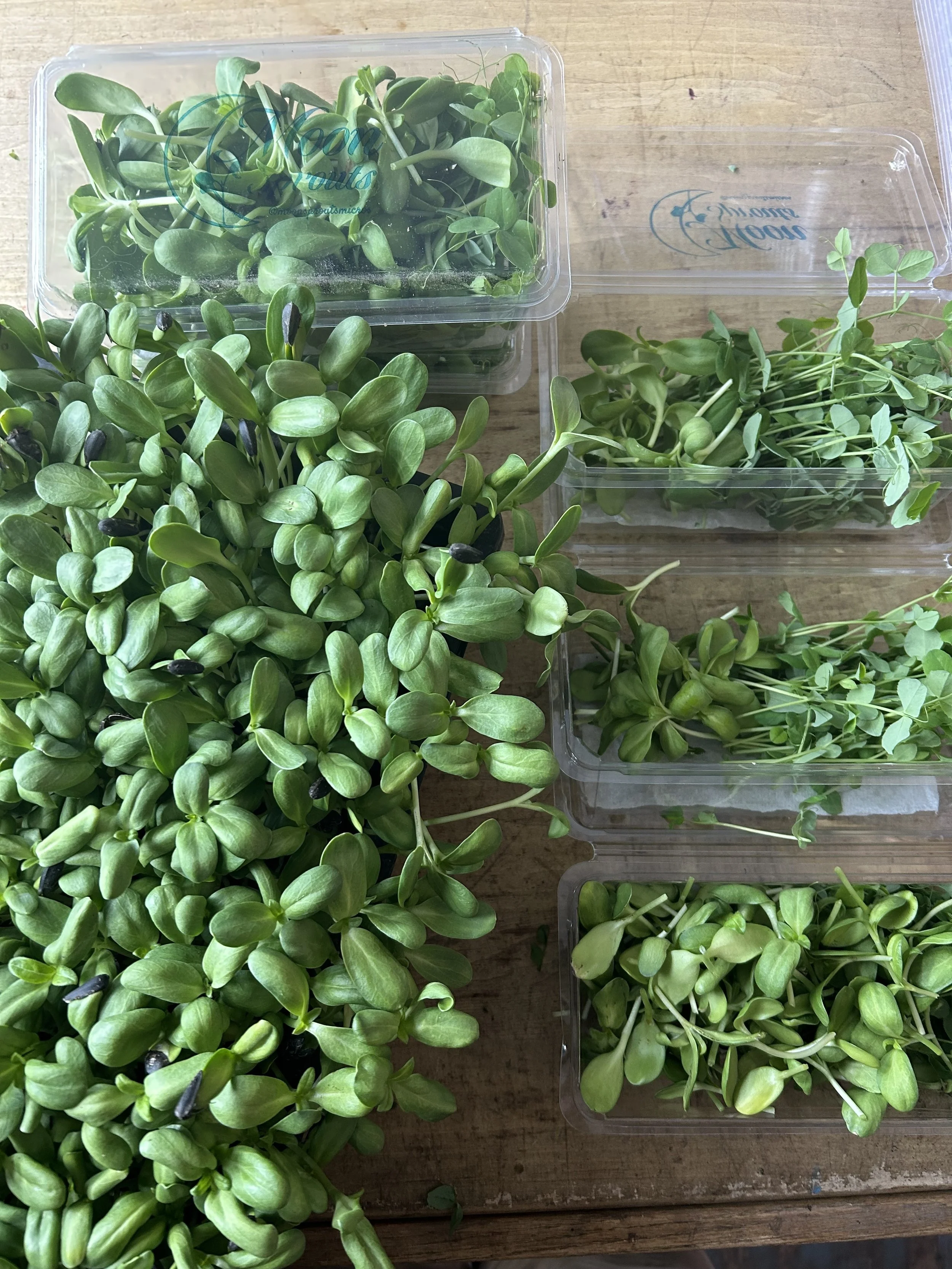 packing micros.jpg