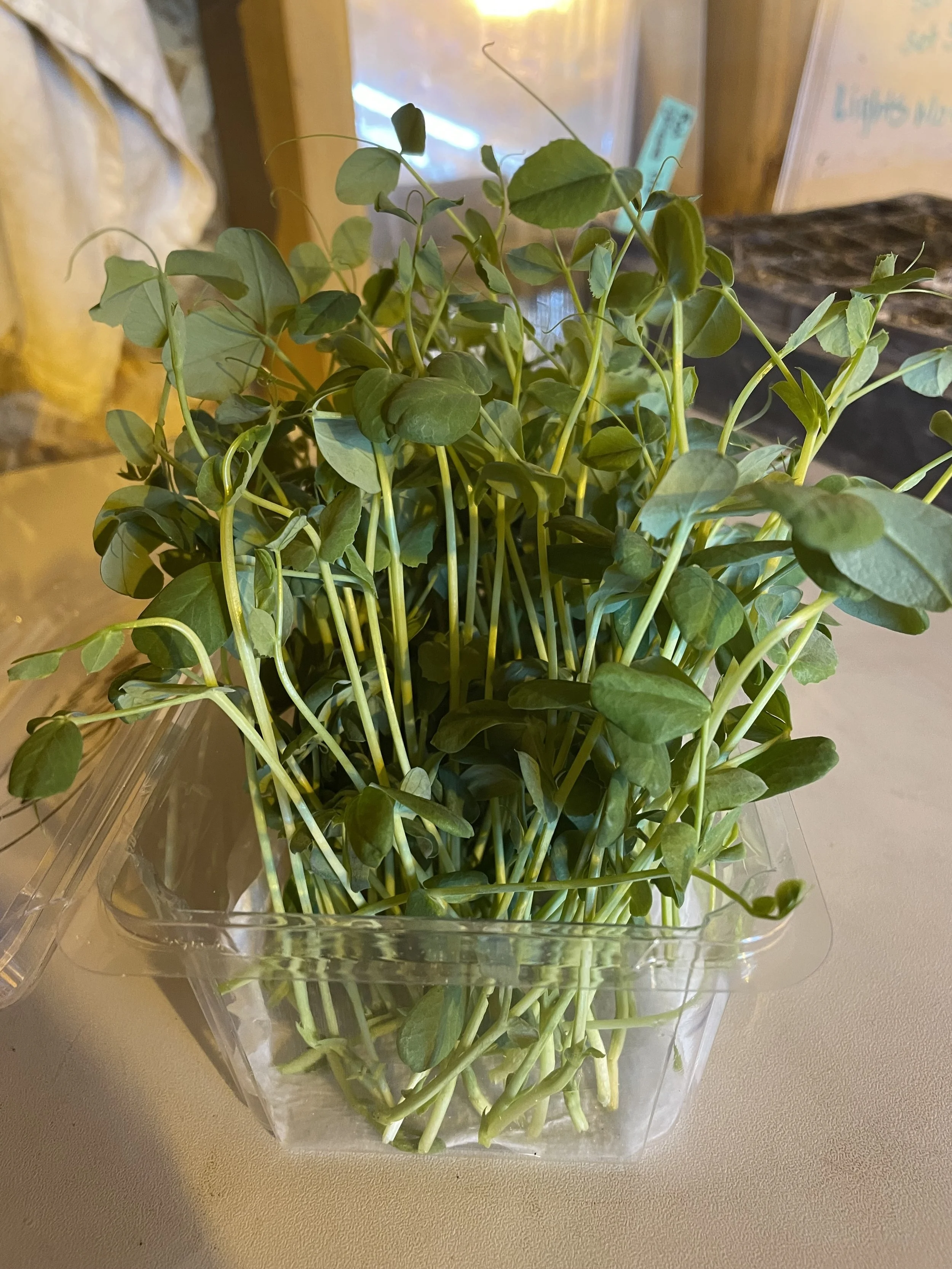pea micros.jpg