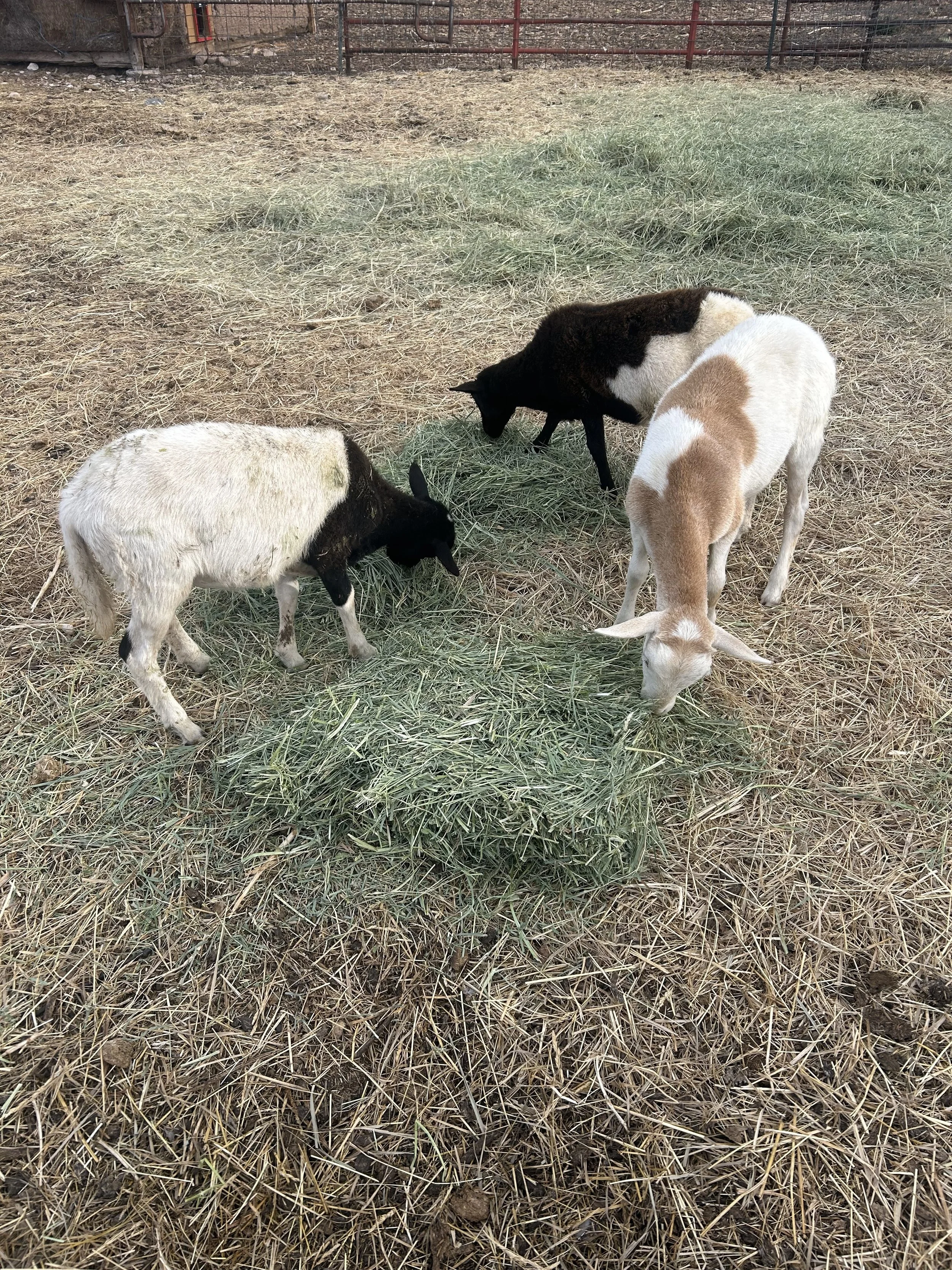 bummer babes grazing.jpg
