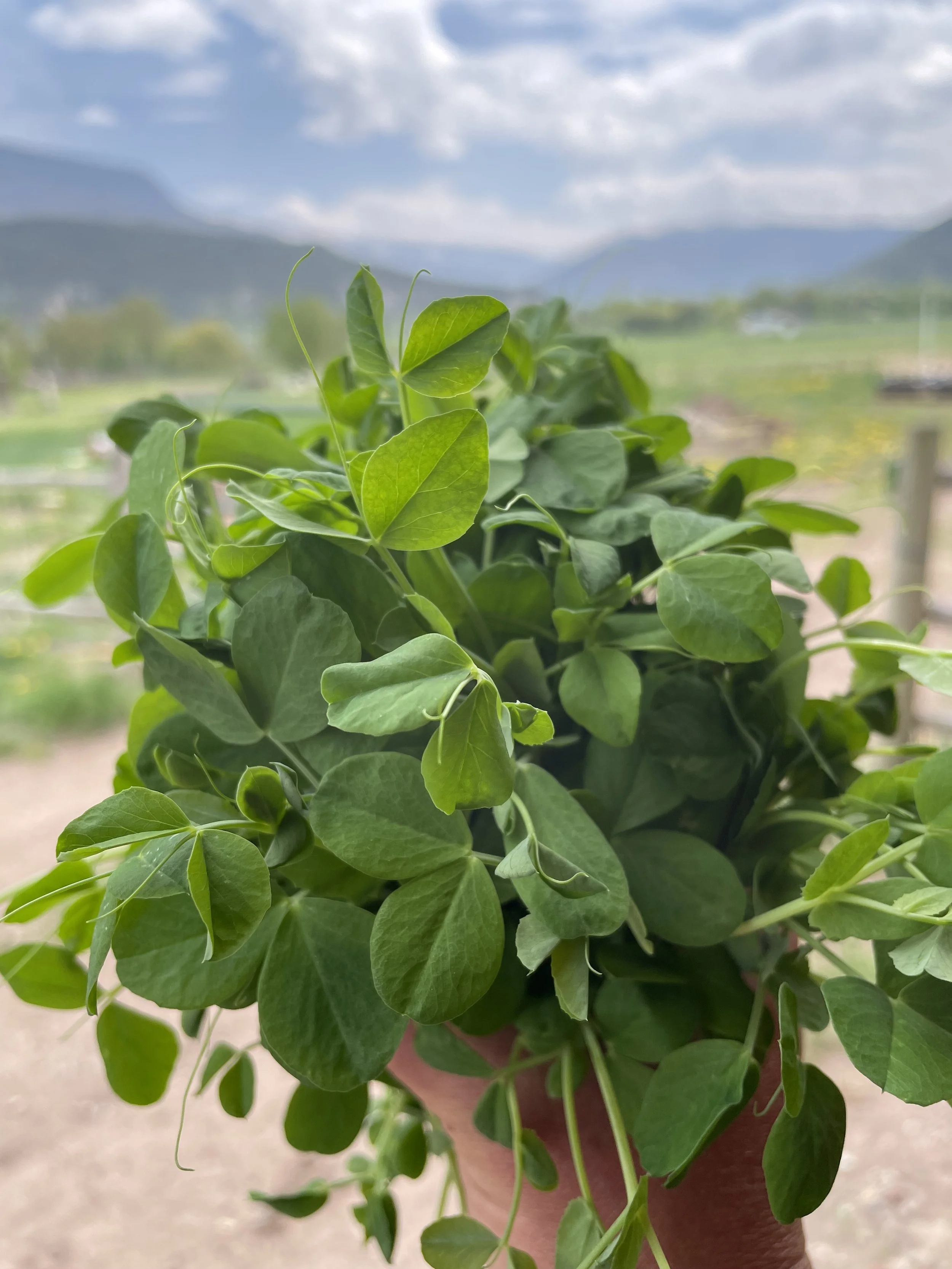 Pea microgreens