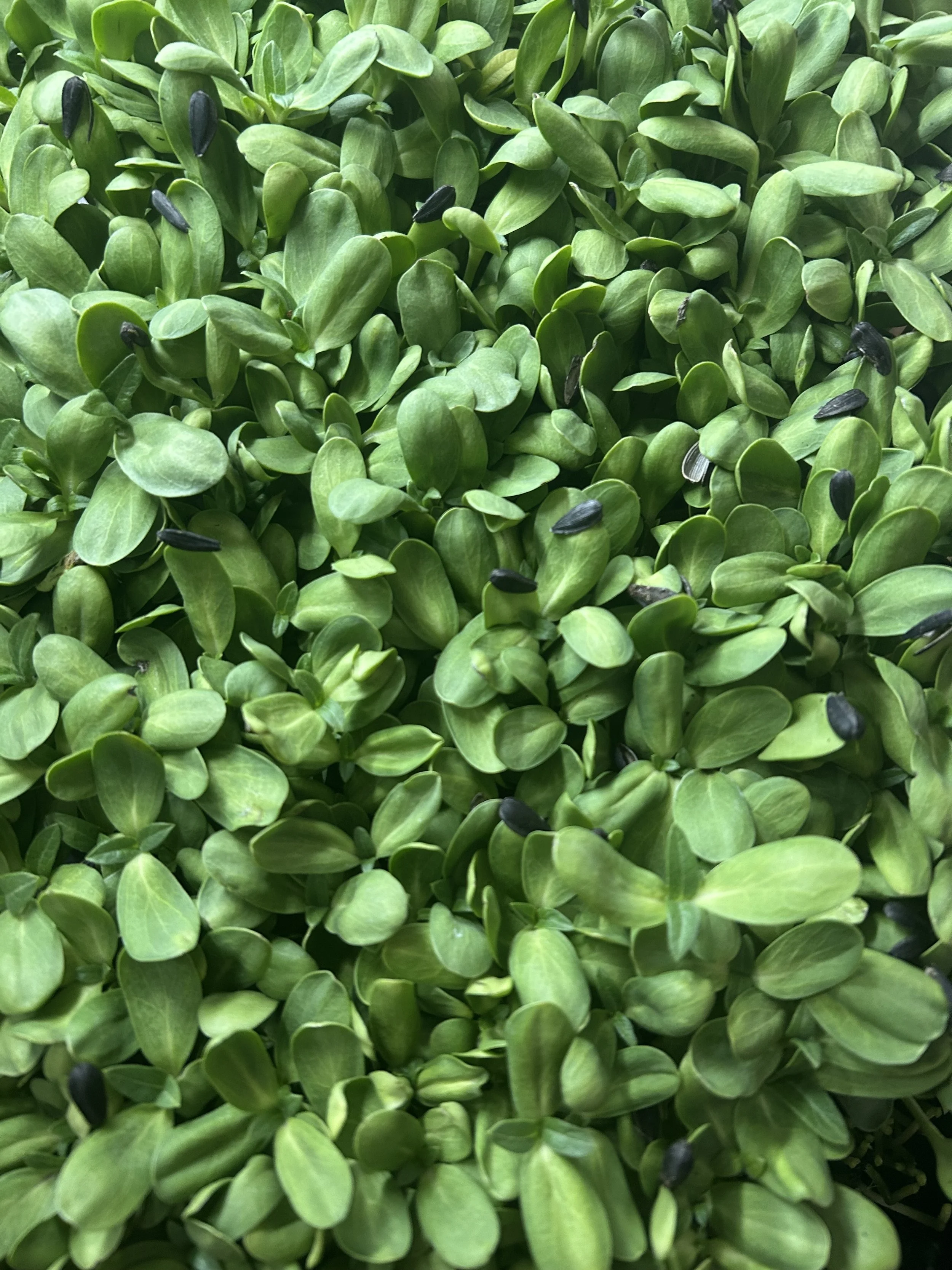 Sunflower microgreens