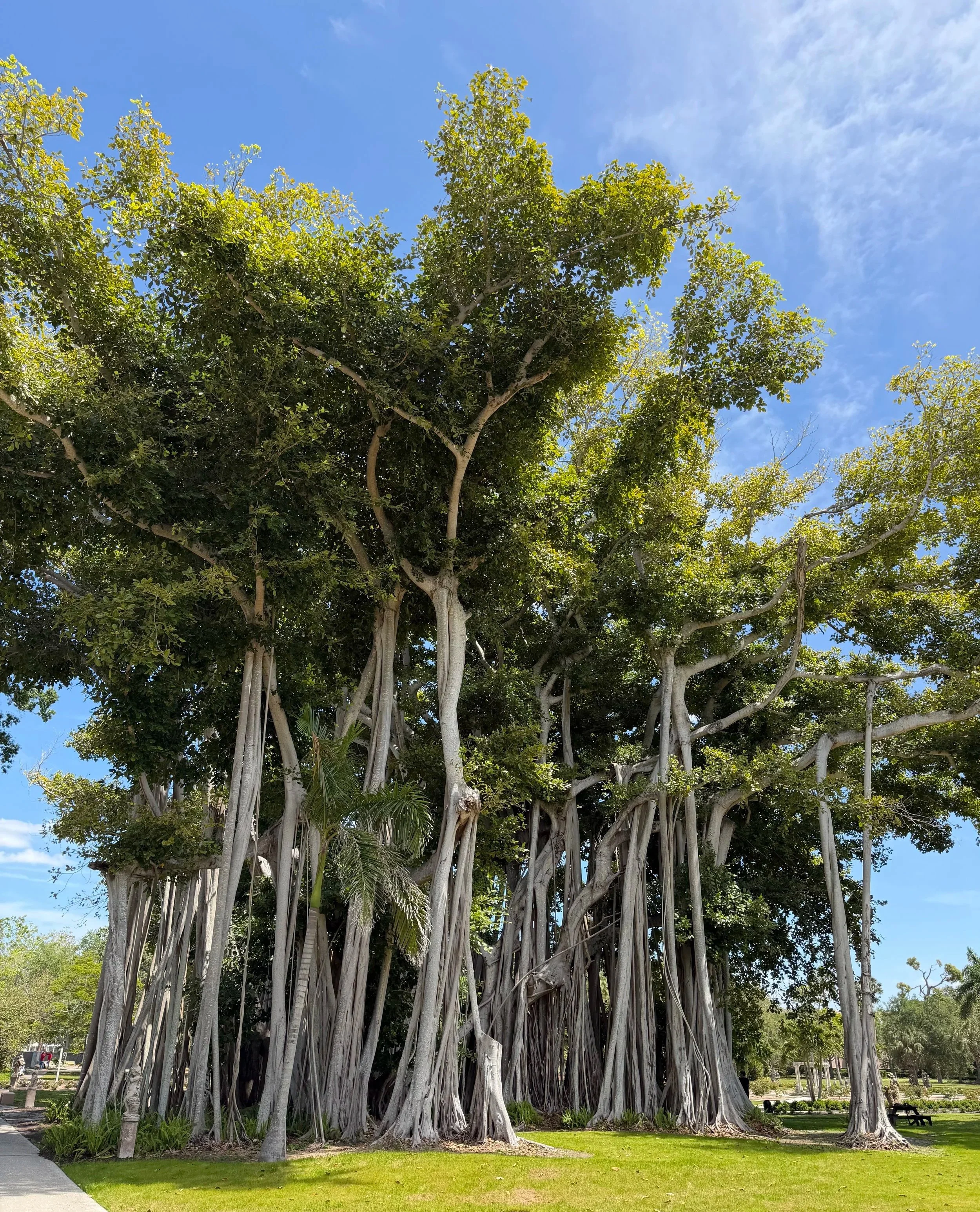 Giant sprawling tree with numerous thick, twisting branches and a lush green canopy, situated in a park with a grass lawn, benches, and a pathway under a partly cloudy sky.