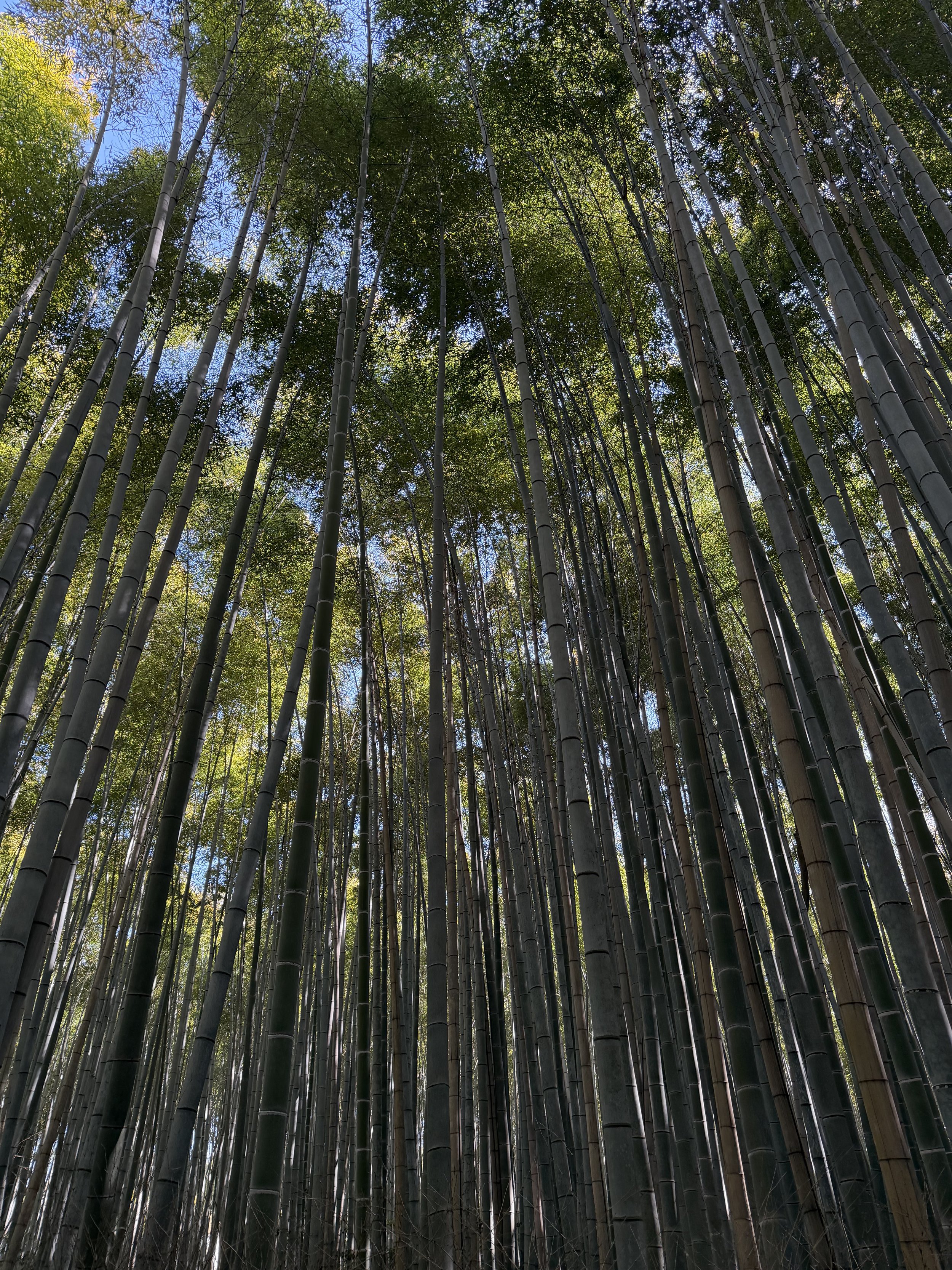 bamboo forest