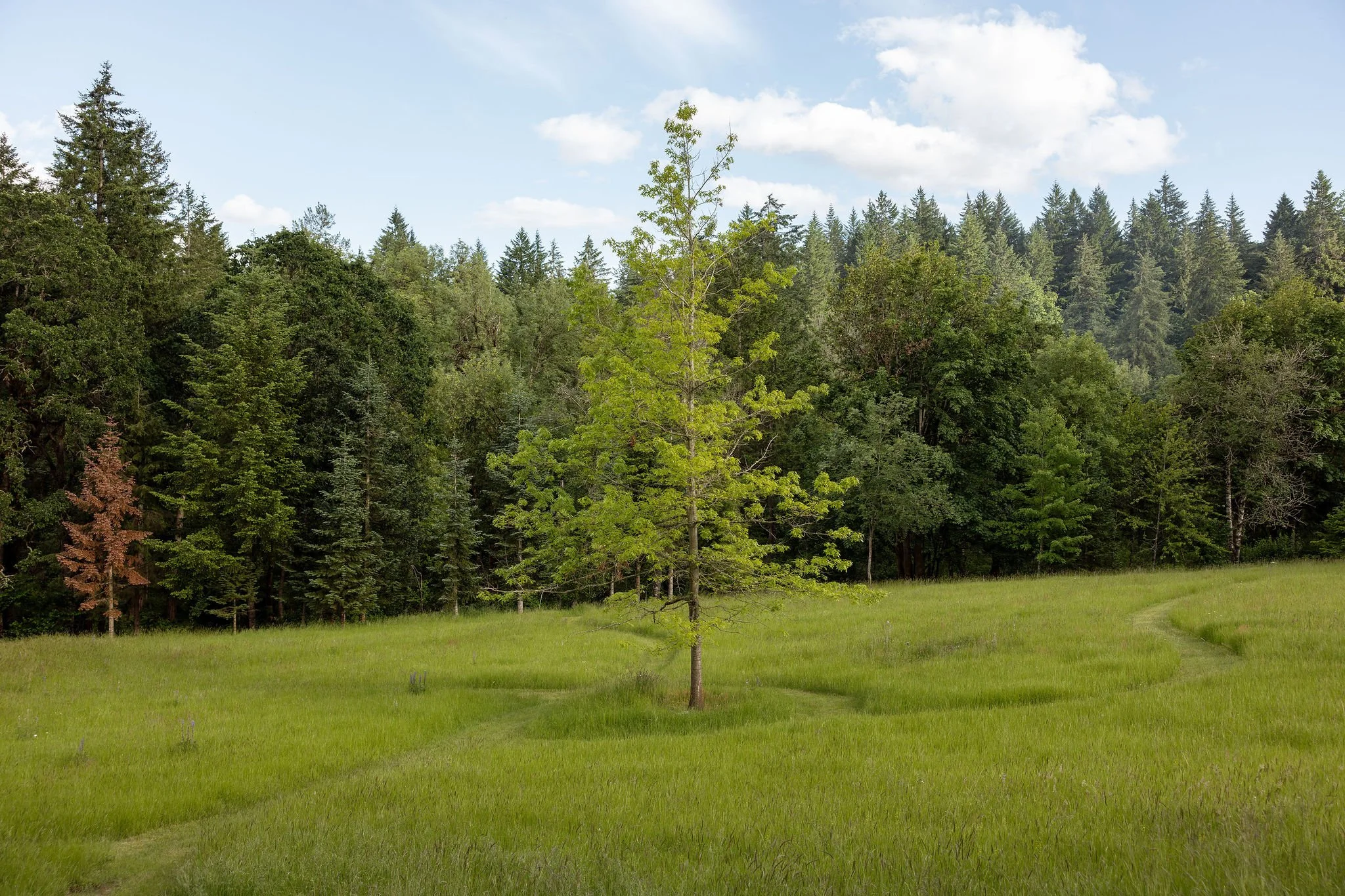 A green meadow with a few small trees, bordered by a dense forest of tall evergreen trees under a partly cloudy sky.