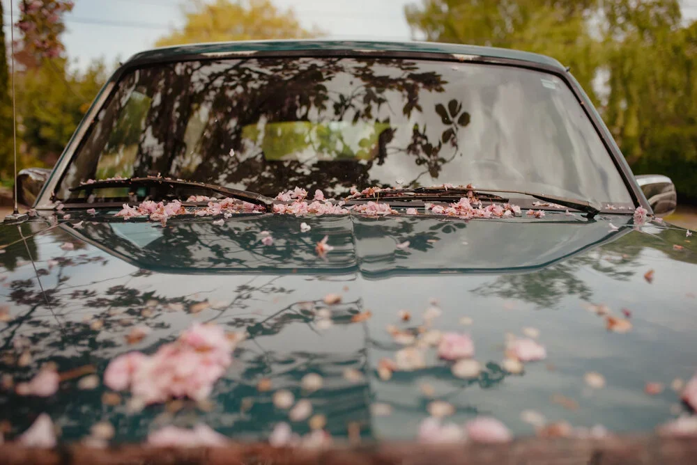 Front view of a black car with pink flower petals scattered on the hood and windshield, and trees reflected on the windshield in an outdoor setting.