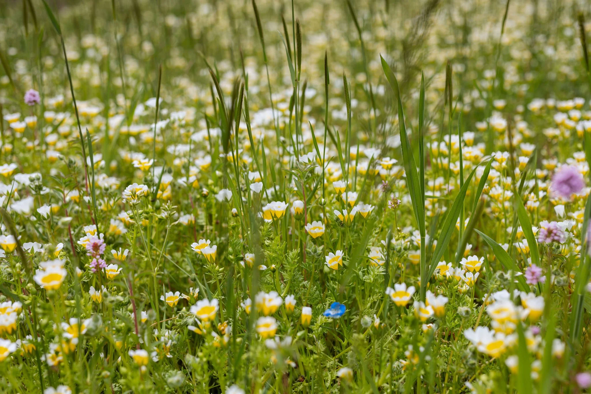 A field of small white, yellow, and purple wildflowers with green grass and a blurry background.