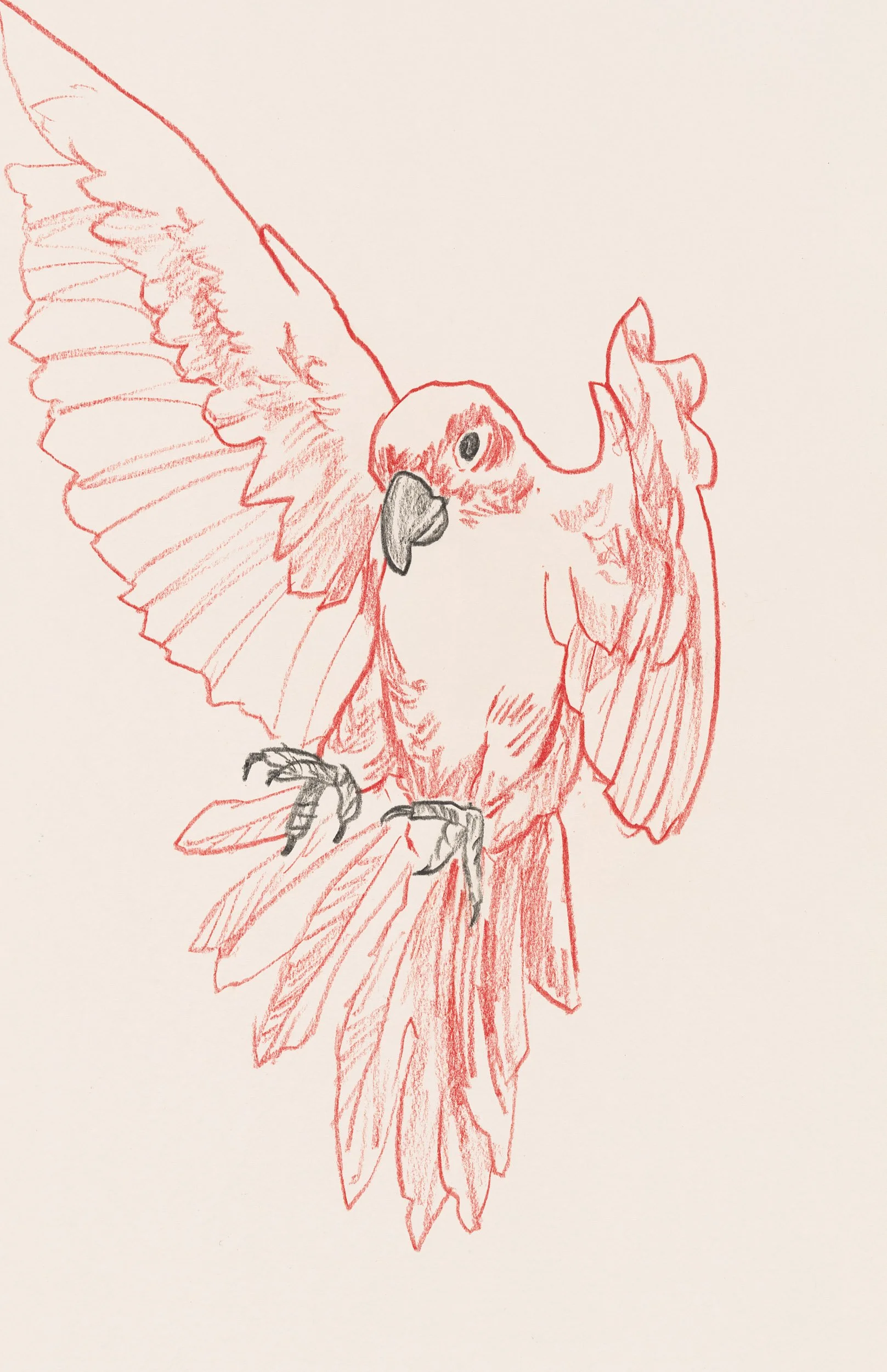 Bird.jpg