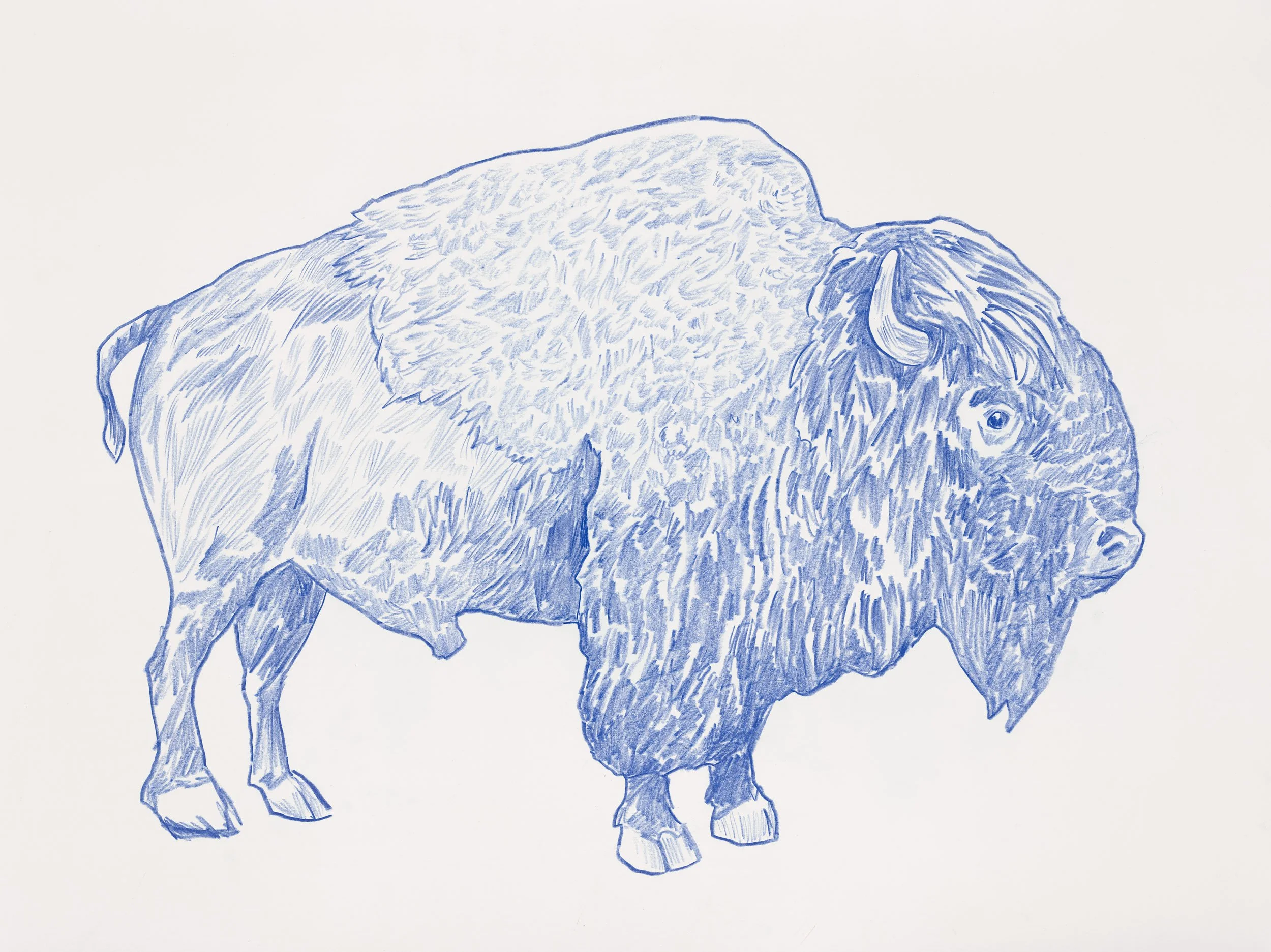 Buffalo.jpg