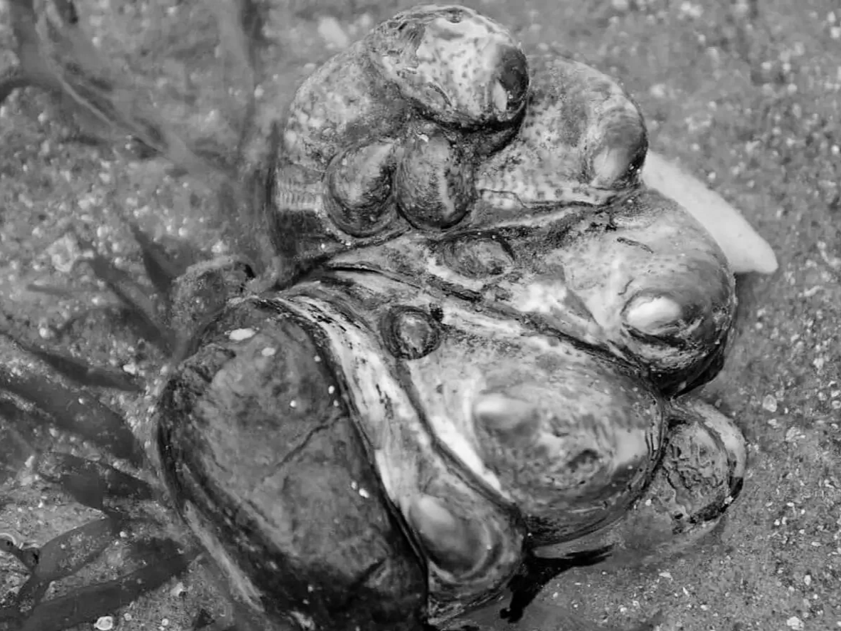 crepidula-fornicata.png