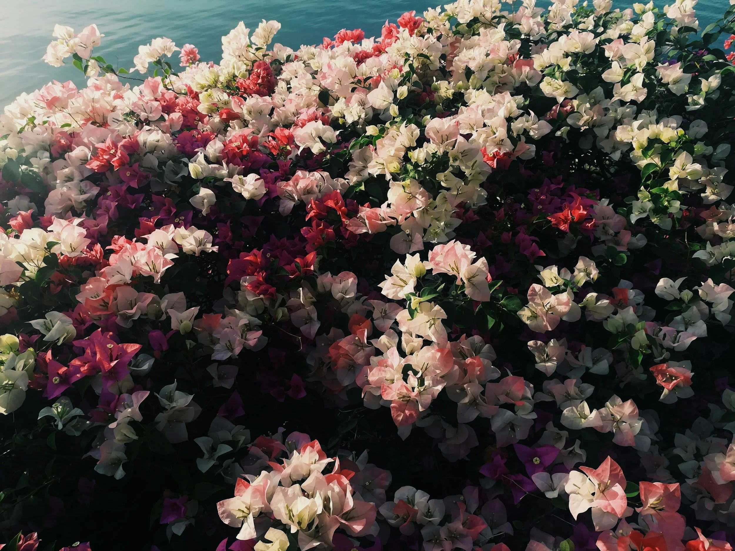 A large bush of bougainvillea flowers with pink, white, and purple blooms, with water in the background.