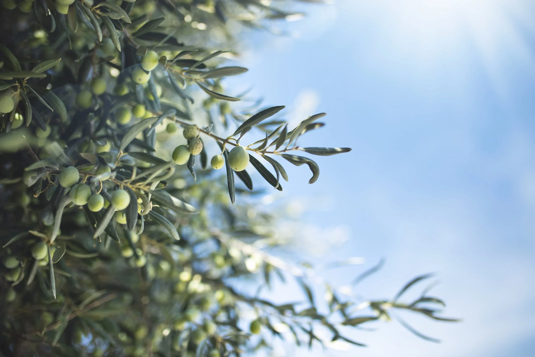 Close-up of an olive tree branch with green olives and elongated green leaves against a blue sky.