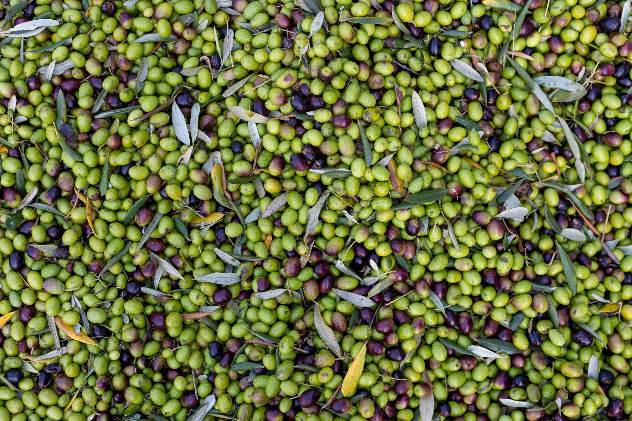 Close-up view of a large pile of green and black olives with some scattered leaves.