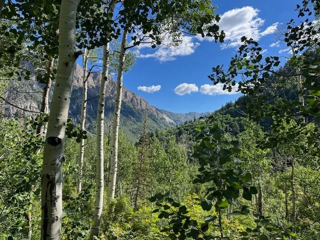 A forested mountain landscape with tall trees, green foliage, blue sky, and scattered clouds.