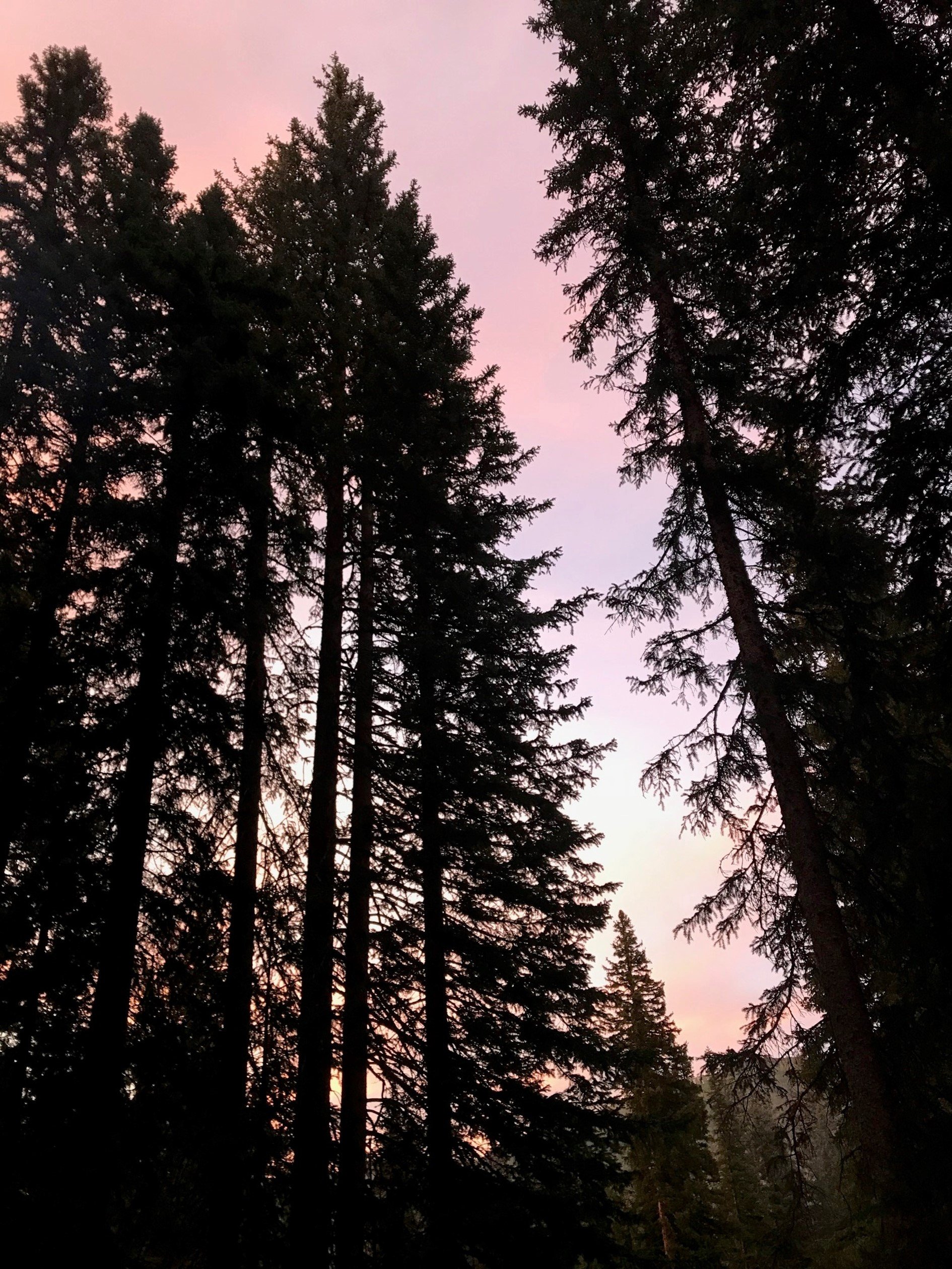 Silhouettes of tall evergreen trees against a pink and purple sky at dusk or dawn.