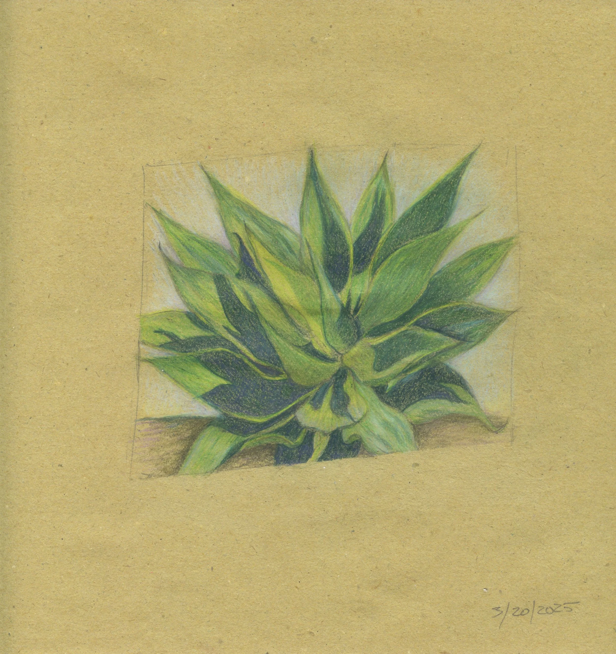 Agave, 2025