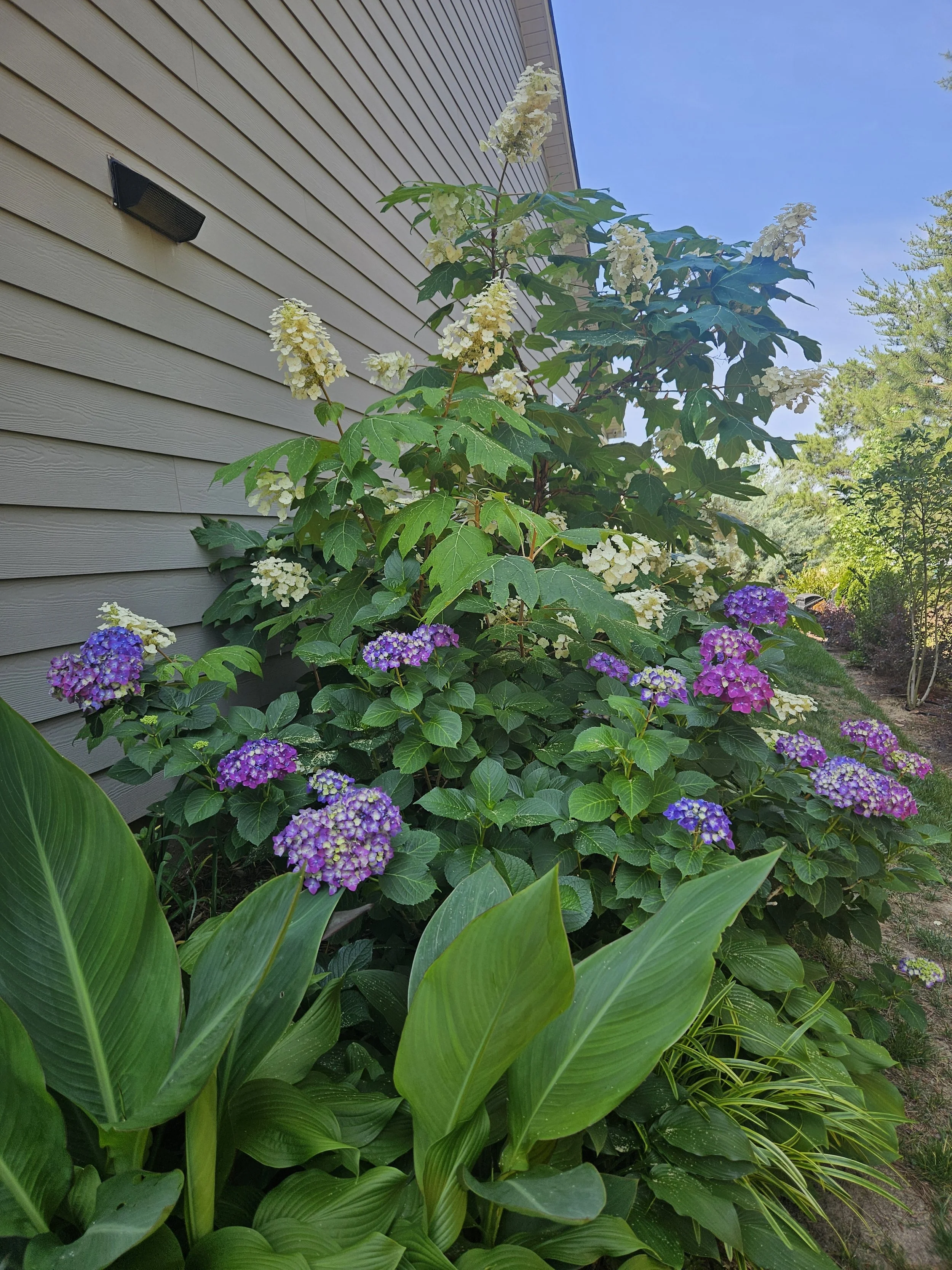 The Shade Garden Project