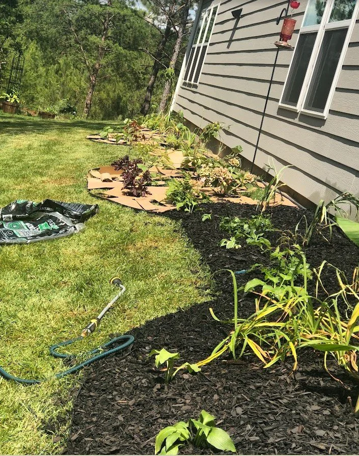 Cardboard method for planting bed in 2022