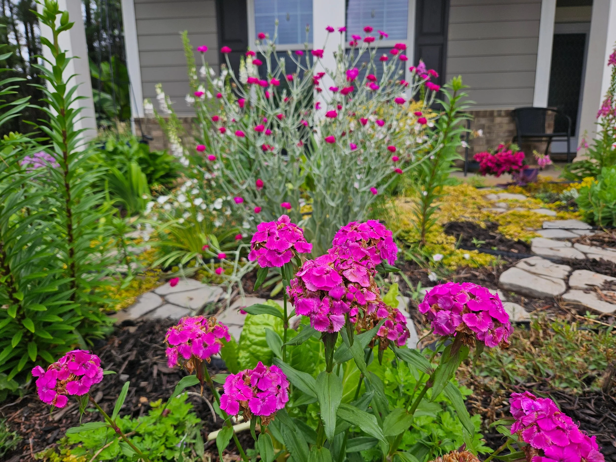 cottage garden May 7 2026.jpg