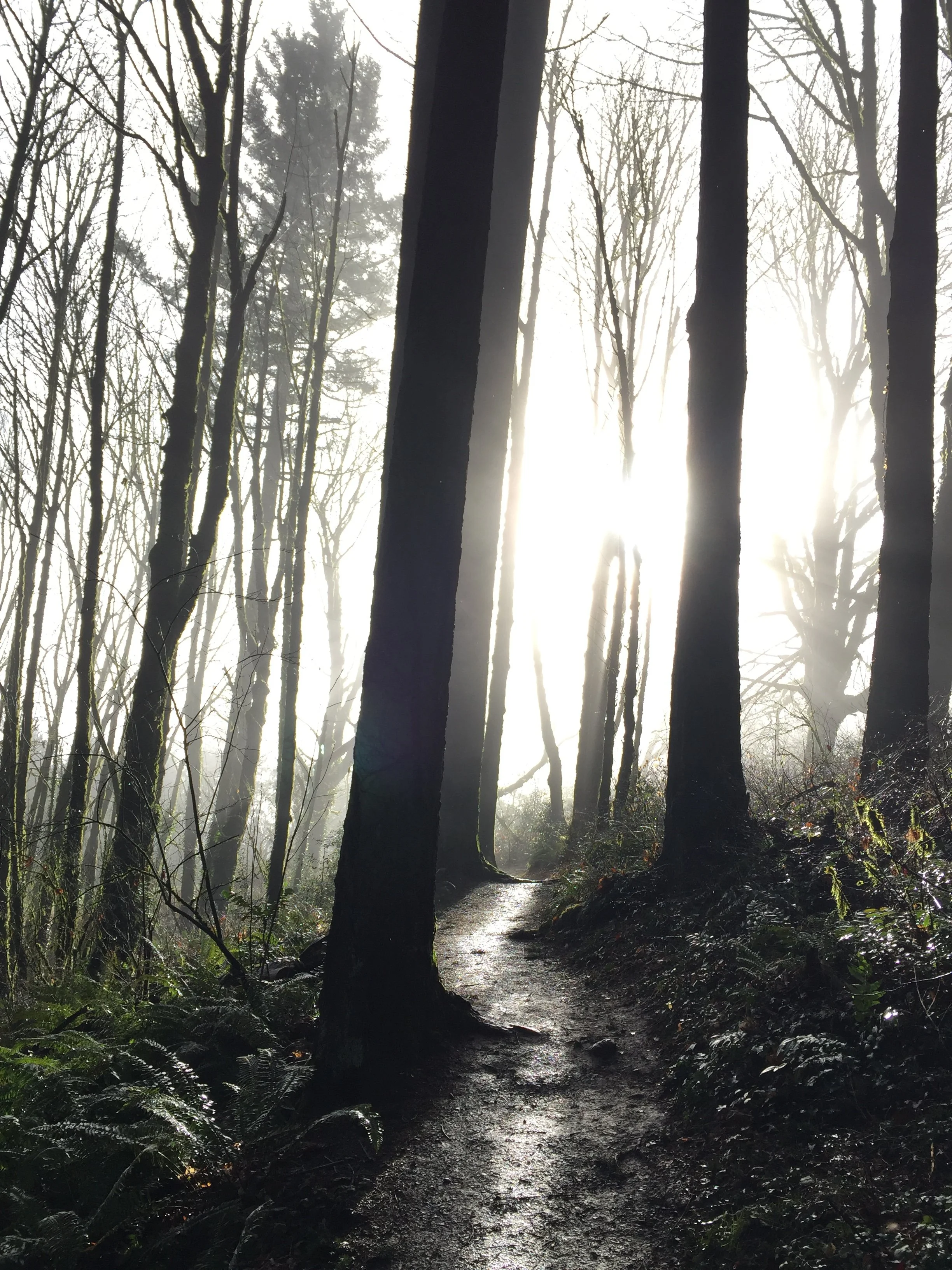 Foggy forest trail surrounded by tall trees, representing clarity emerging through complexity.
