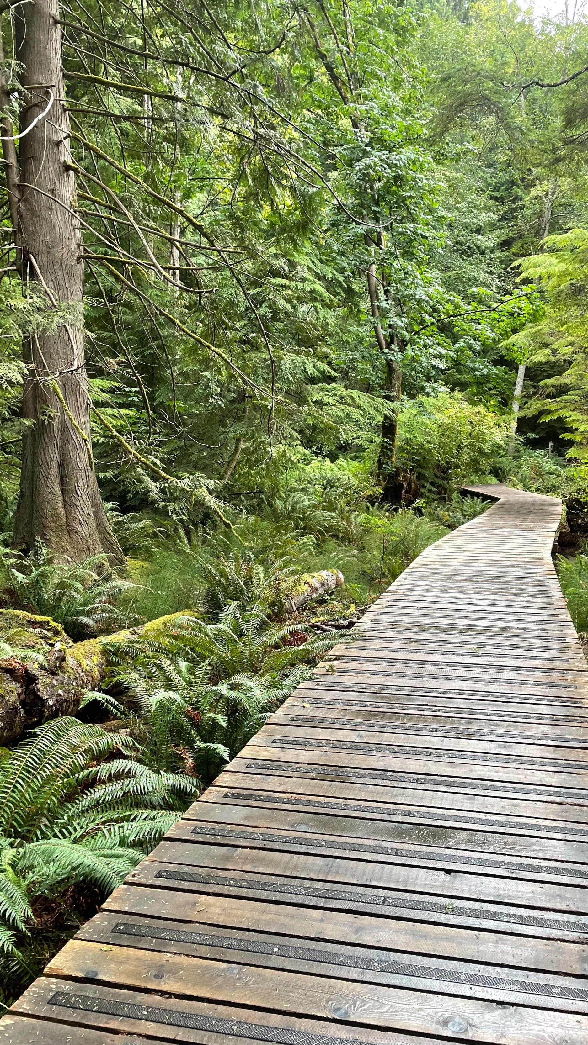 Wooden boardwalk path through a green forest, representing movement through change.