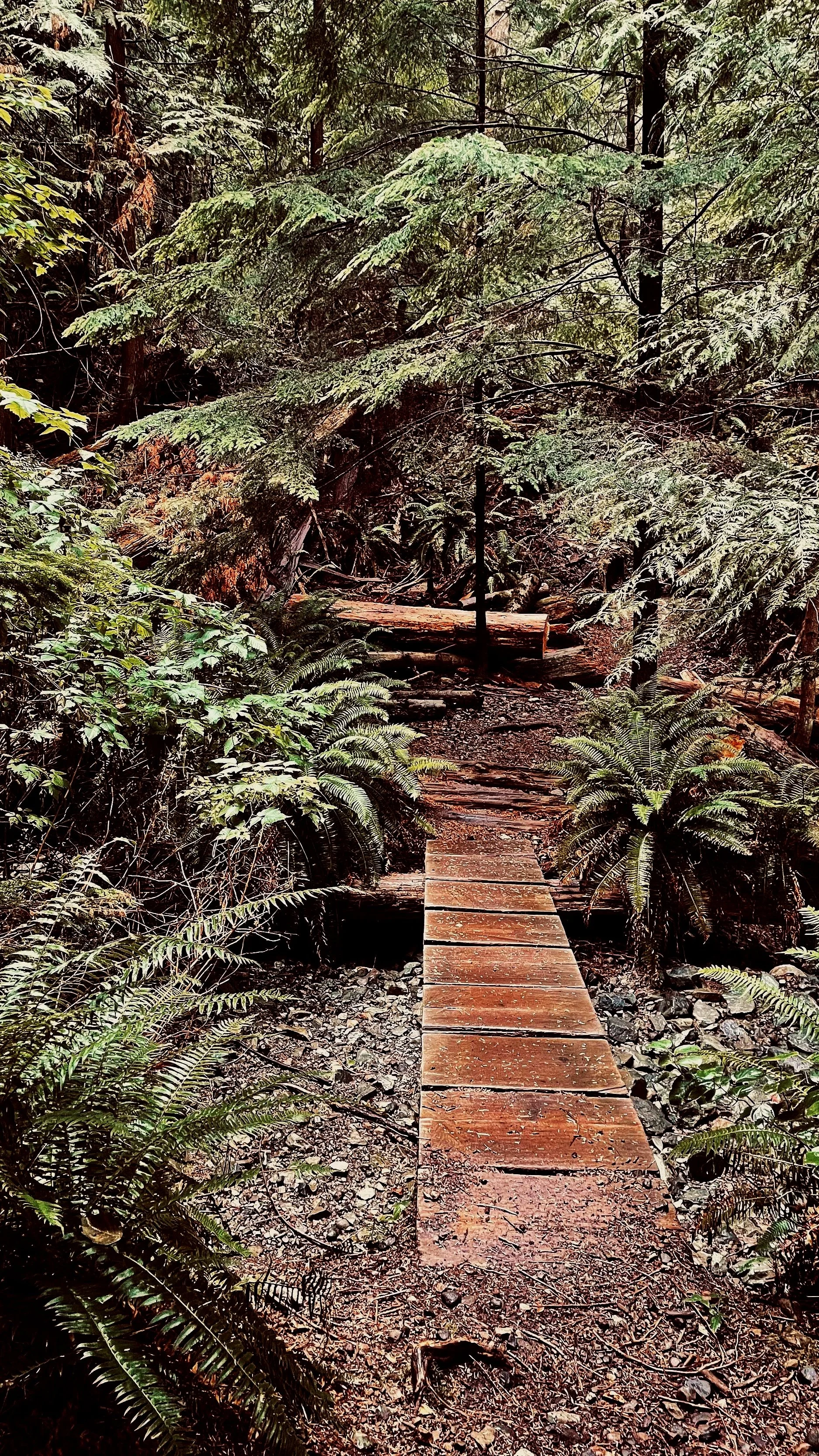 Narrow forest path through dense woodland, representing strategic guidance through complex organizational decisions.