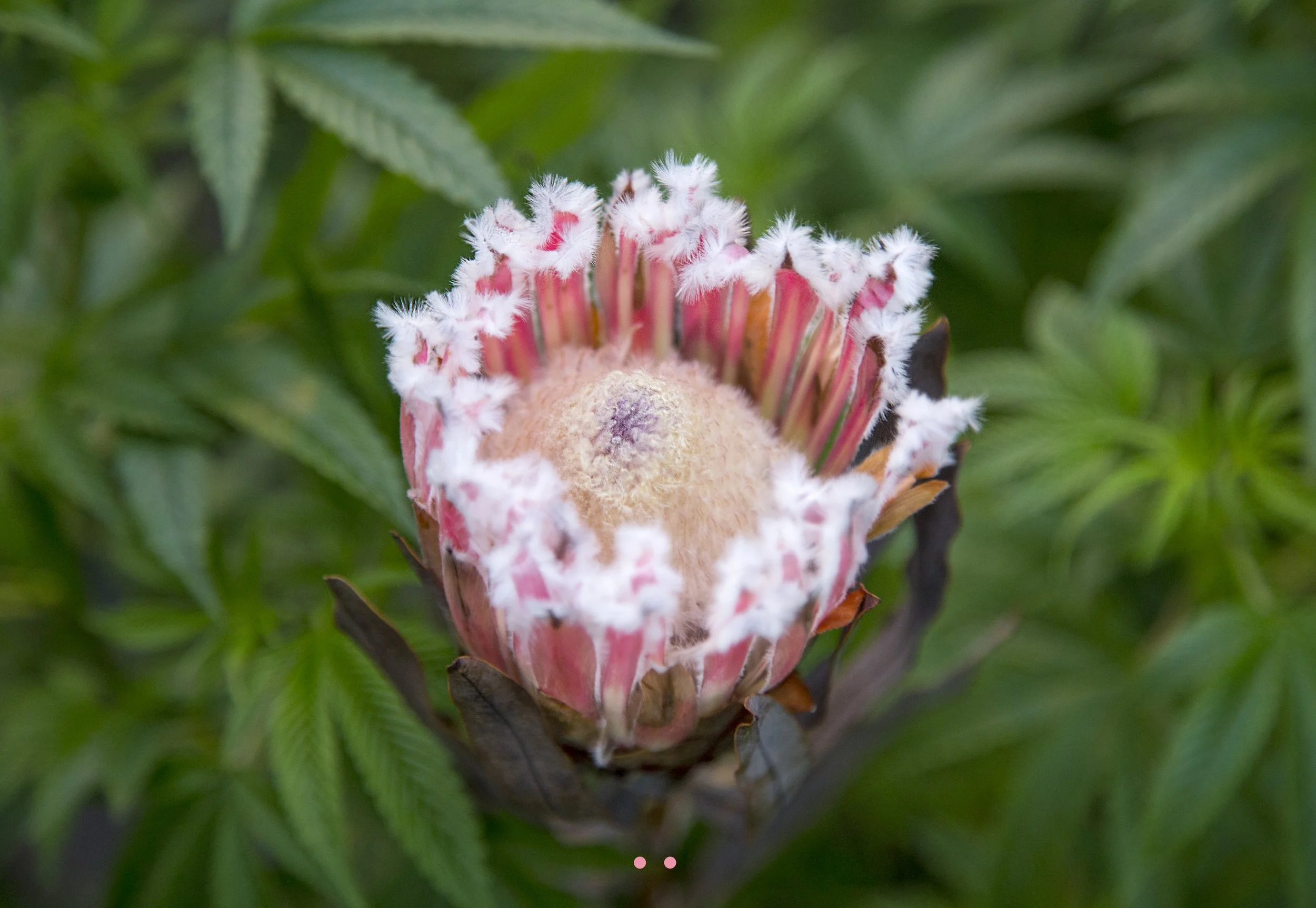 Bloom in Myself_By@emikaluna_1.jpg