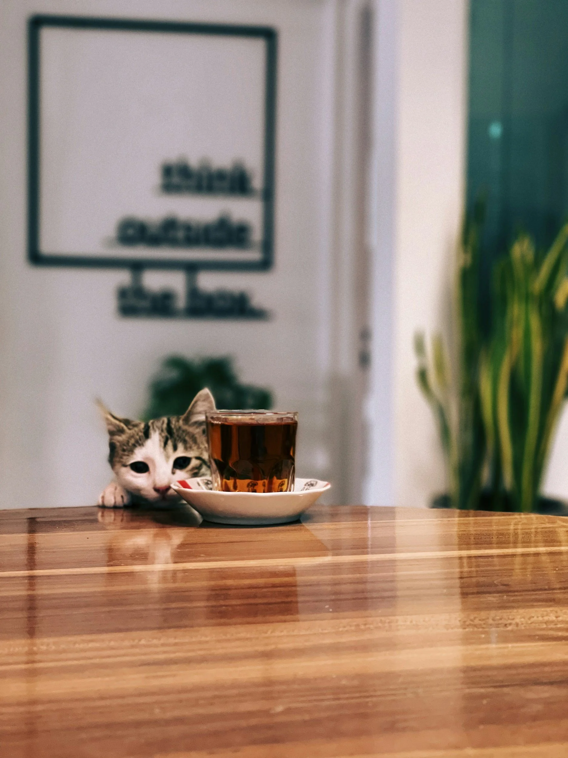 cat trying to steal tea off of a table