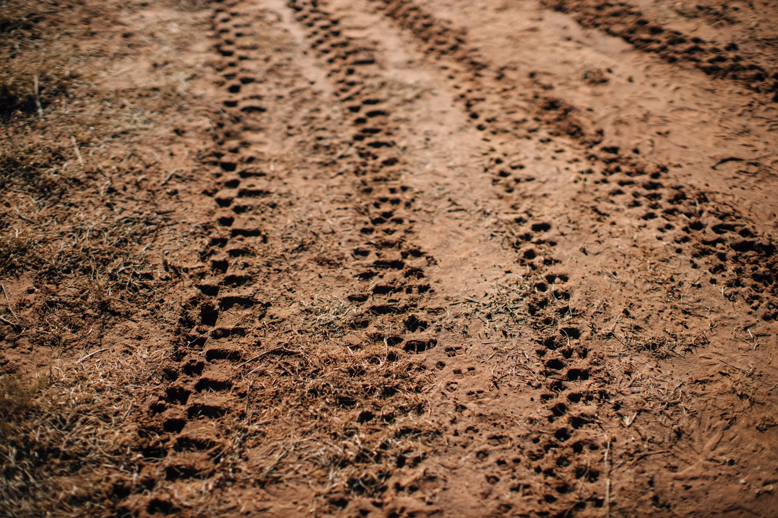 Dirt trail with footprints and dry grass on the sides.