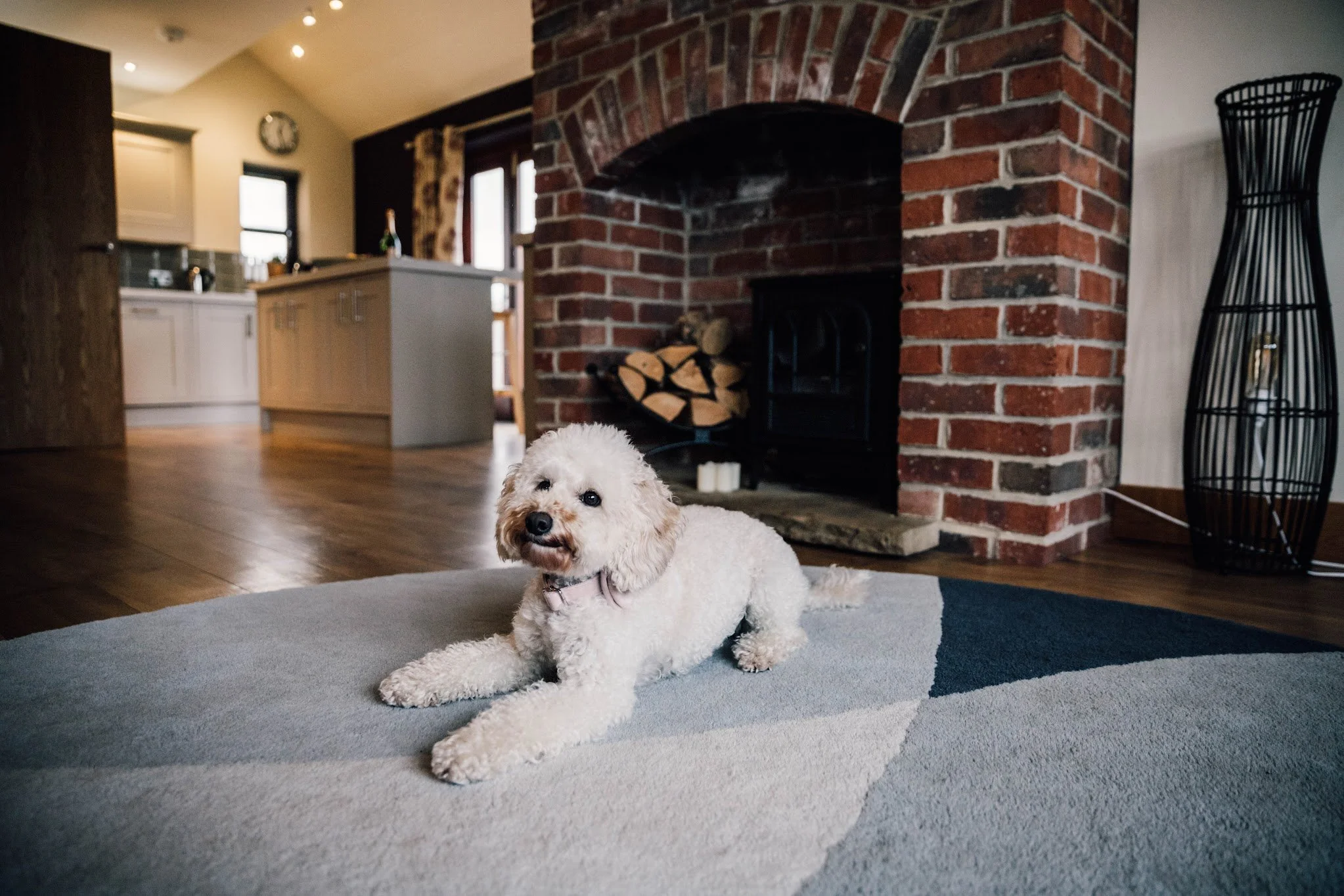 A small white curly-haired dog with a pink collar lying on a gray and blue rug in a living room near a brick fireplace with stacked firewood. In the background, part of the kitchen and windows are visible.