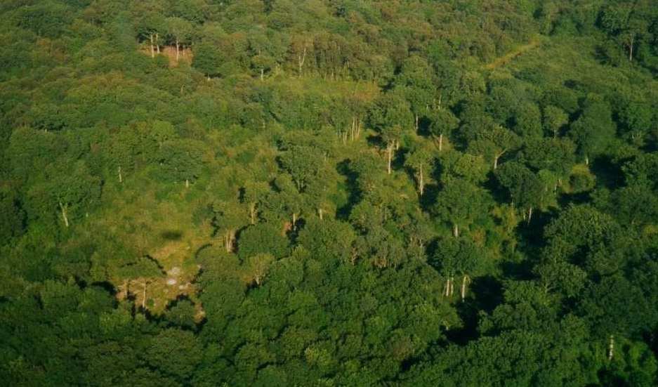 Find space to see the wood through the trees with Simon. An ariel photo of broadleaved woodland.