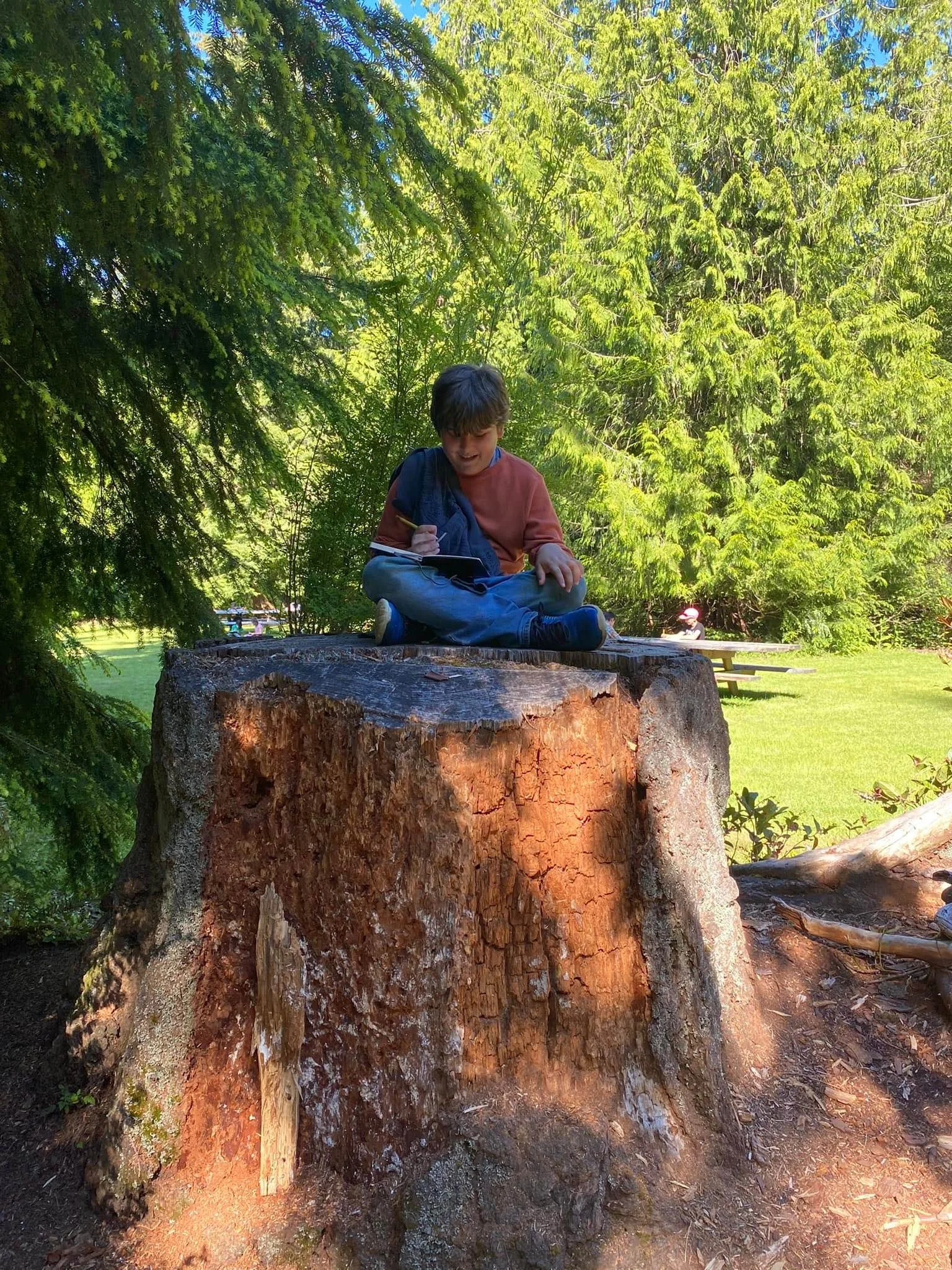 A young boy with brown hair sitting on a large tree stump outdoors, sketching in a notebook, surrounded by green trees on a sunny day.