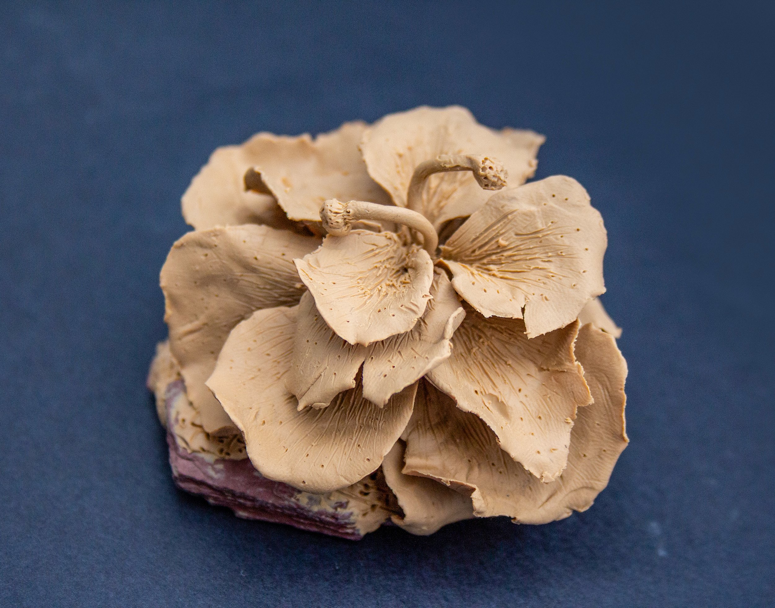Close-up of a cluster of beige, dried, gilled mushrooms against a blue background.