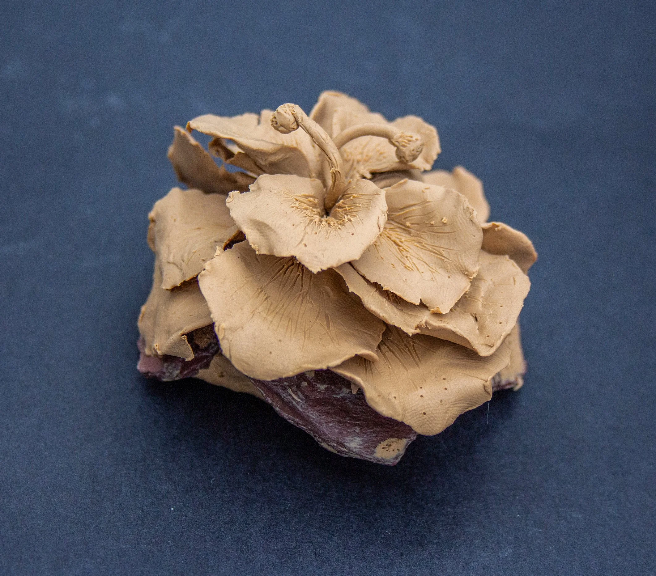 A cluster of beige, dried mushroom caps on a dark background.