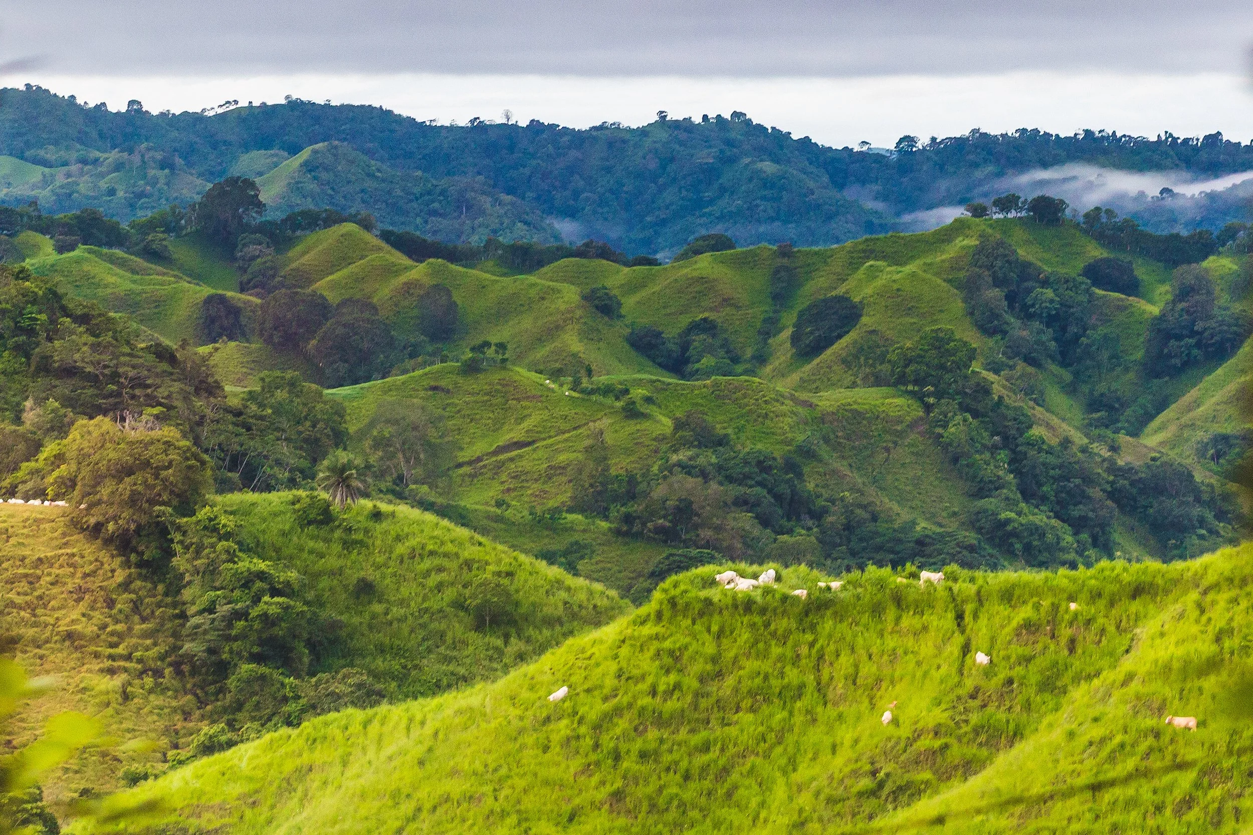 Lush green rolling hills with scattered trees and grazing sheep, under a cloudy sky.