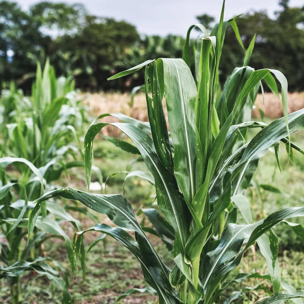 Close-up of green corn plants growing in a field with blurred trees in the background.