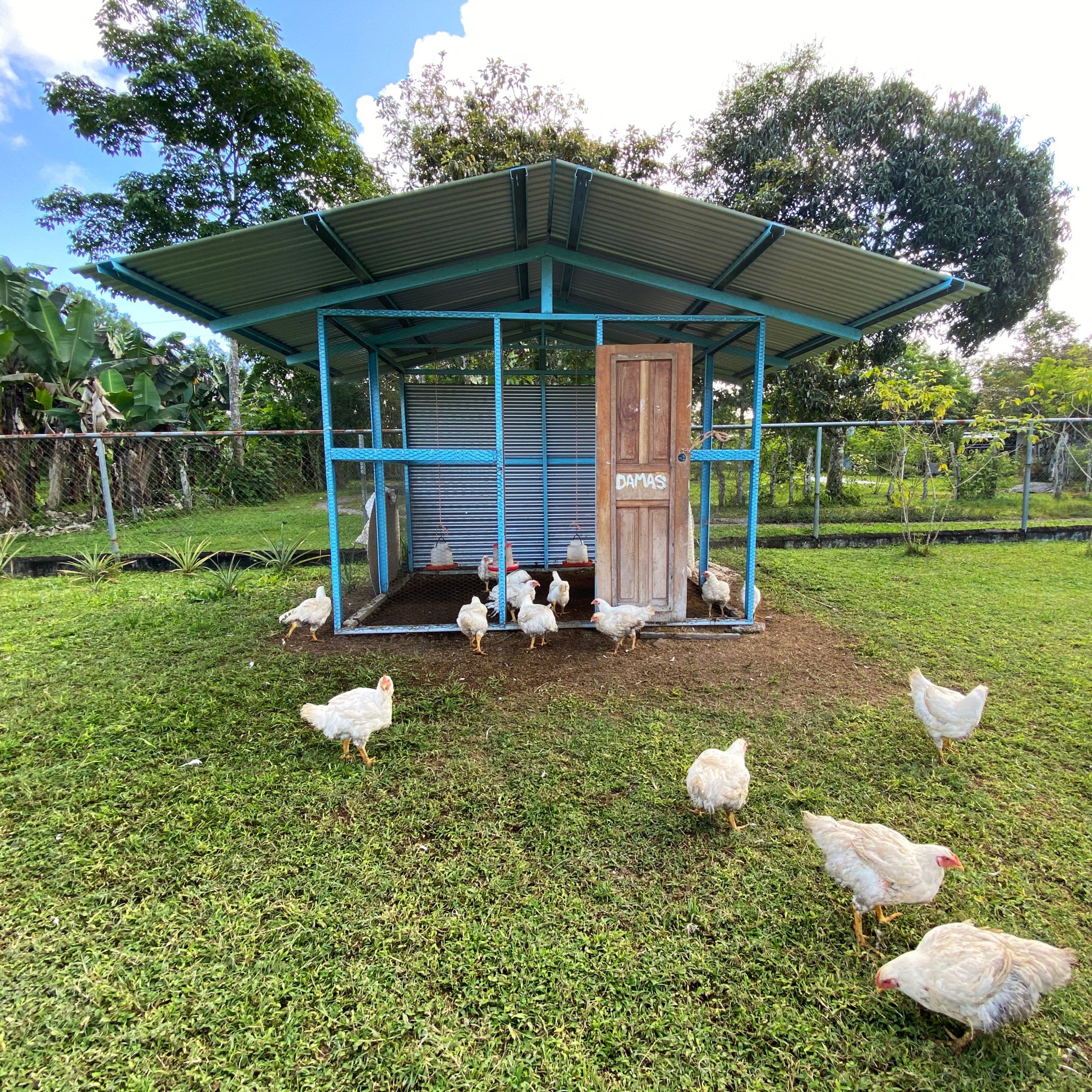 A chicken coop with a metal roof and wooden door, surrounded by chickens, with trees and blue sky in the background.