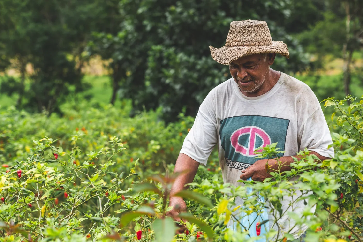 A man wearing a straw hat and a T-shirt with a political logo, harvesting red peppers in a lush green field.