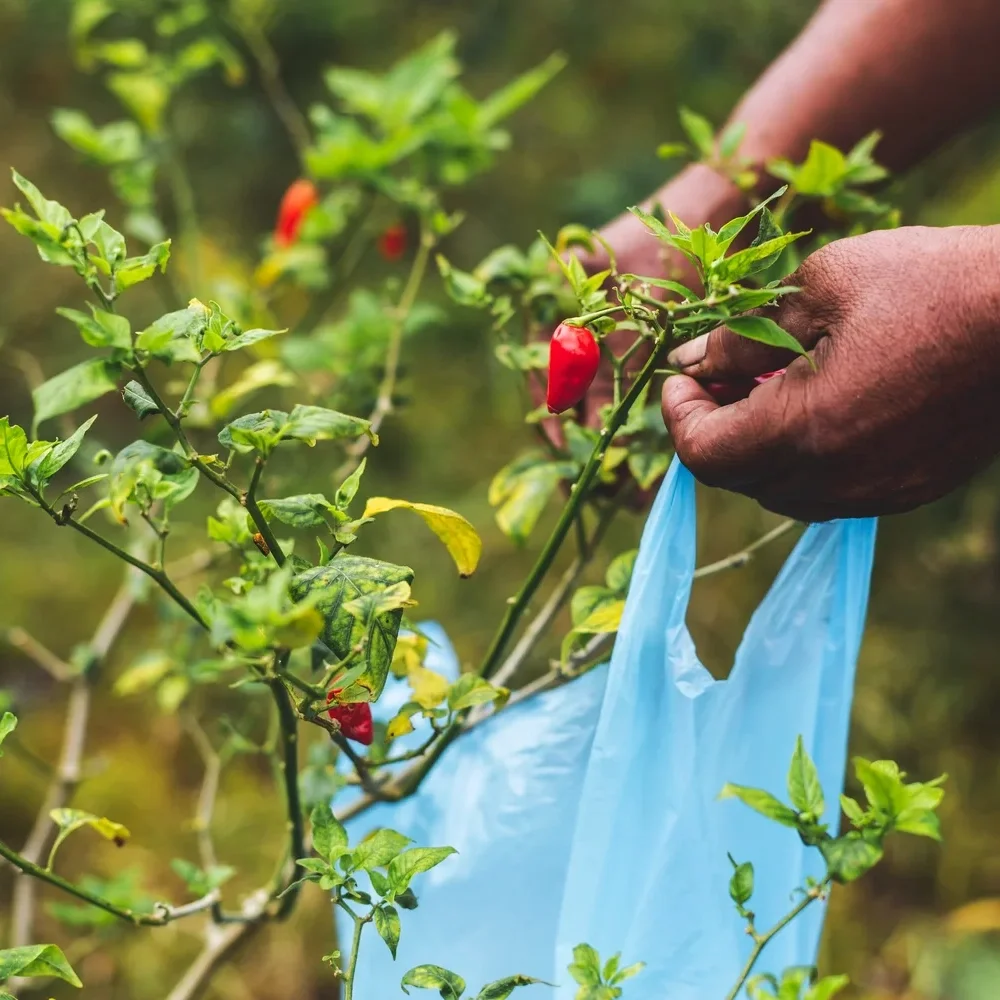 A person harvesting red chili peppers from a green plant with a blue plastic bag in their hand.