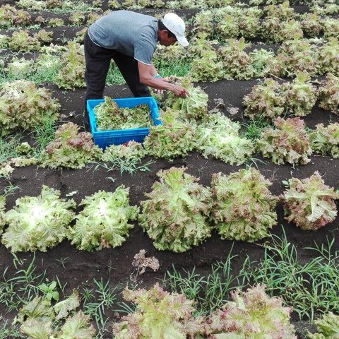 A man harvesting lettuce in a vegetable garden with multiple rows of lettuce plants.