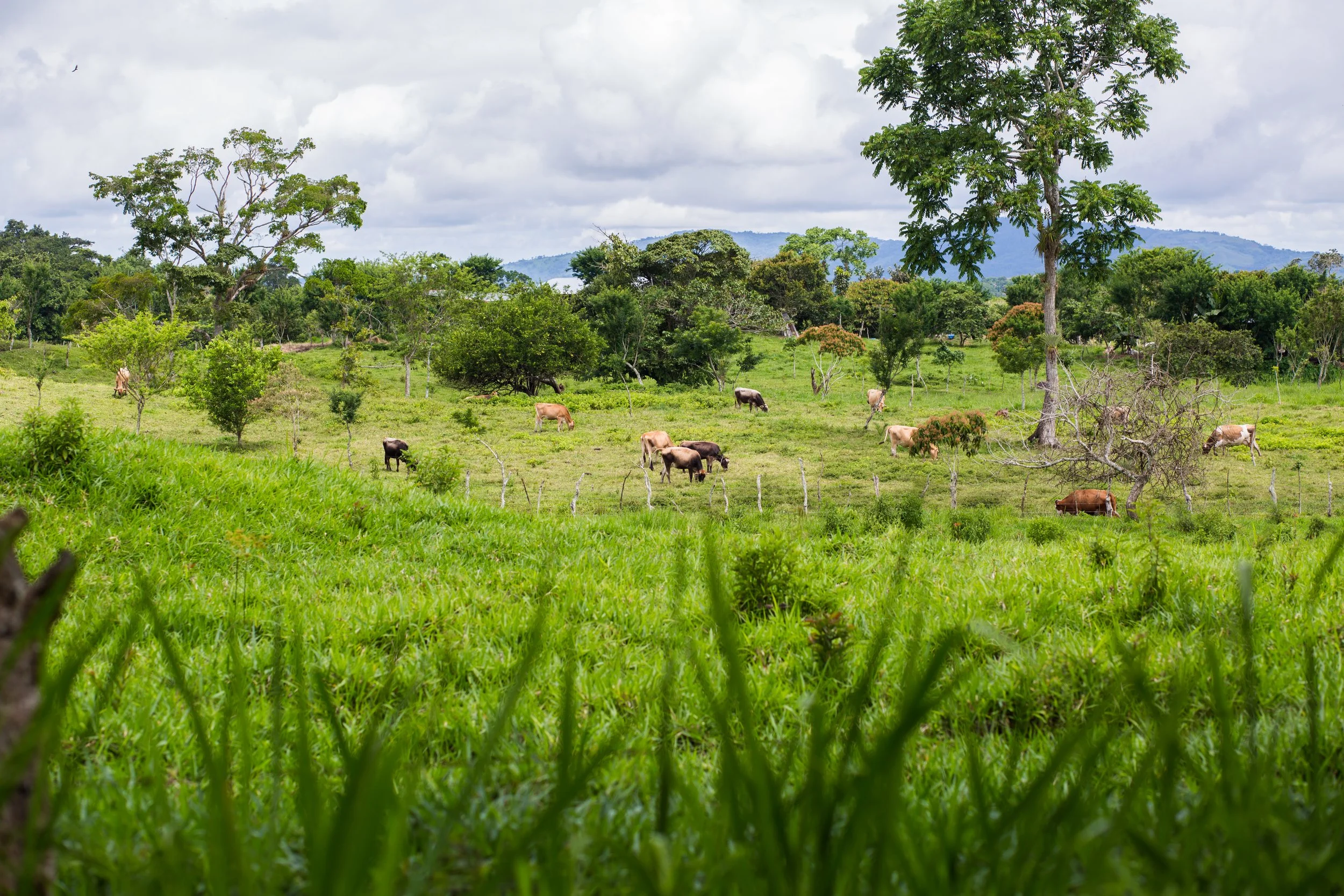 A green grassy field with cows grazing, surrounded by trees and a background of distant hills under a cloudy sky.