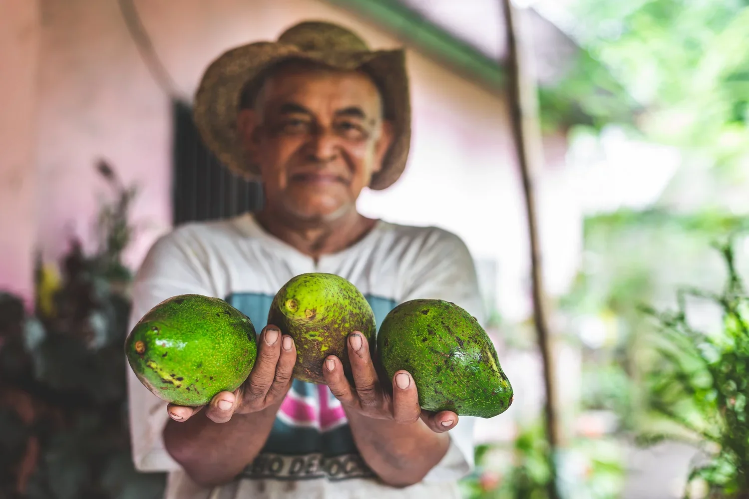 An elderly man wearing a straw hat and a white shirt holding three green avocados toward the camera, with a blurred background of a garden or outdoor area.