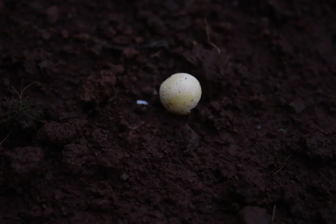 Hidden Seed