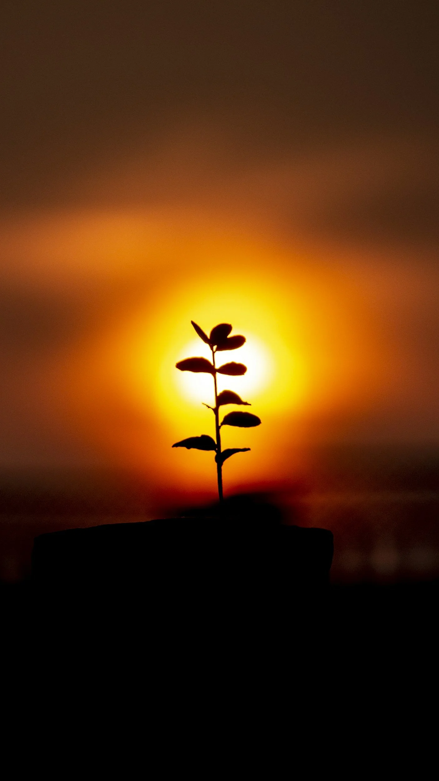 Silhouette of a small plant with leaves growing from a pot, set against a background of a setting or rising sun creating a dramatic orange and yellow glow.